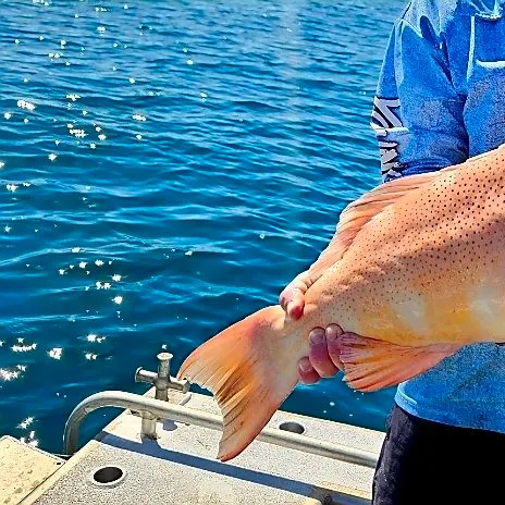 The most recent Leopard coralgrouper catches on Fishbrain