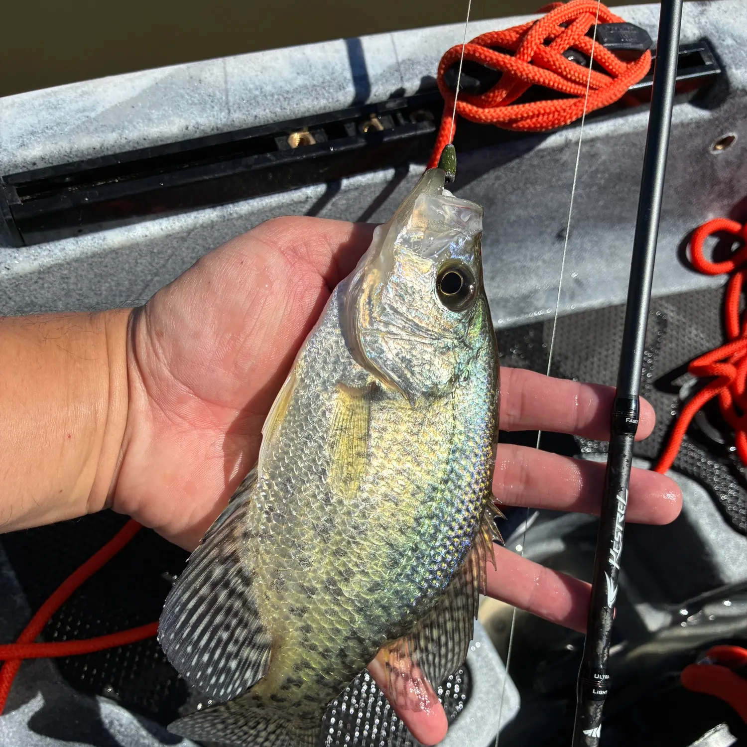 Black crappie caught on Fishbrain