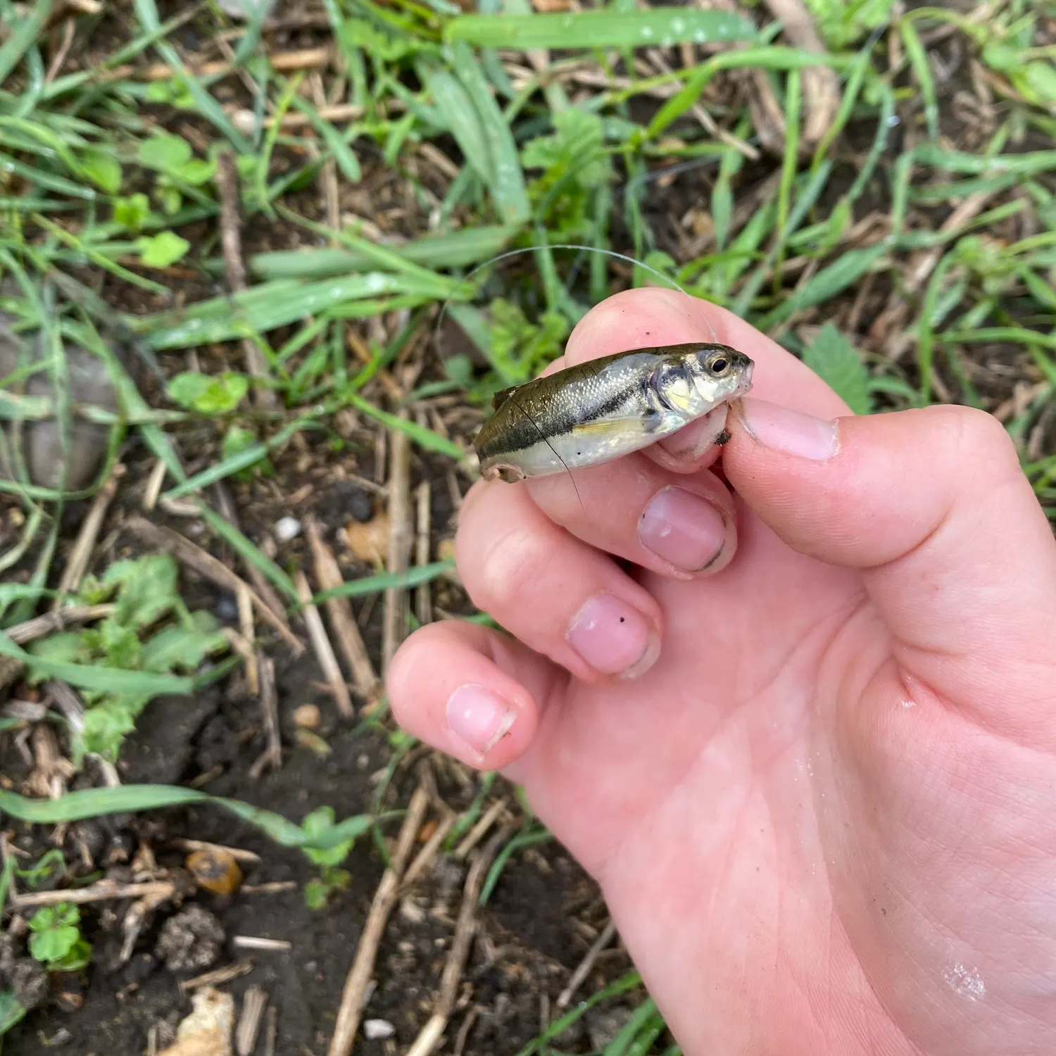 Eurasian minnow caught on Fishbrain