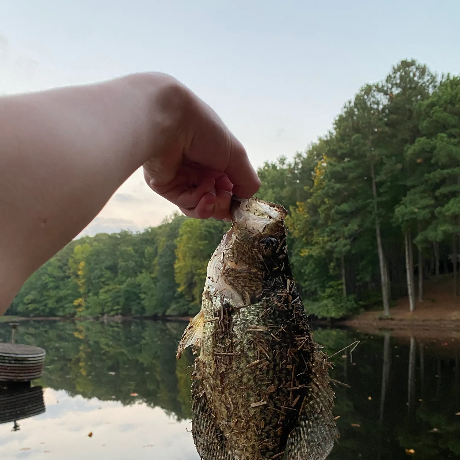 Black crappie caught on Fishbrain