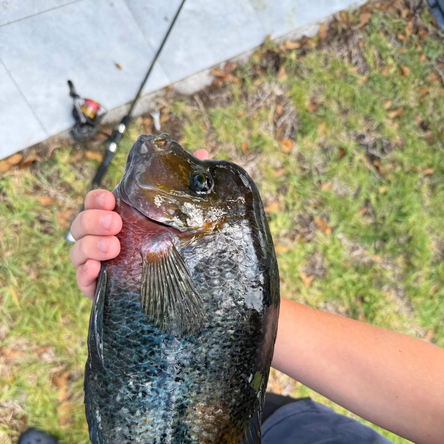 The most recent Redhead cichlid catches on Fishbrain
