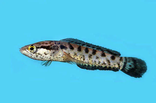 Forest snakehead