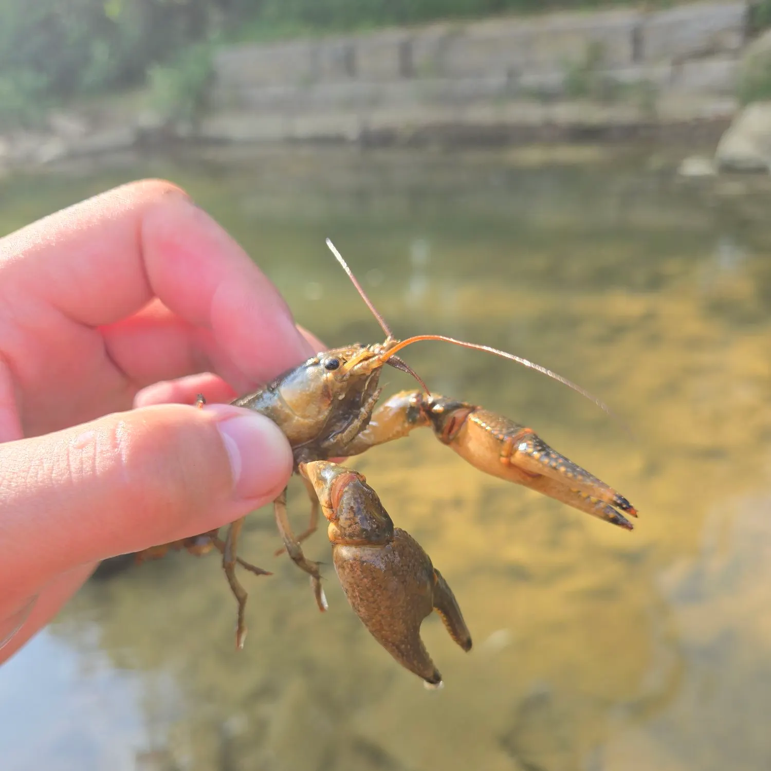 The most recent Rusty crayfish catches on Fishbrain