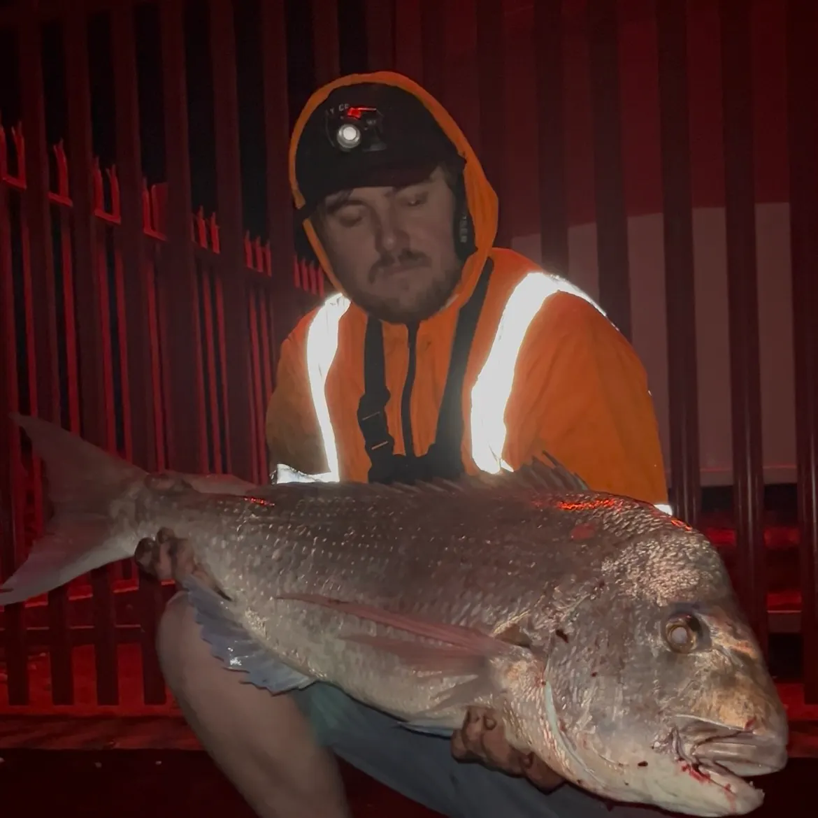The most recent Australasian snapper catches on Fishbrain