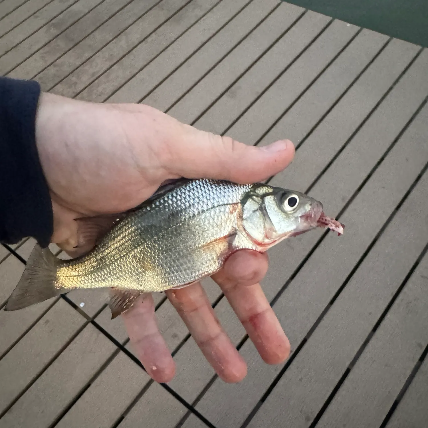 The most recent White perch catches on Fishbrain