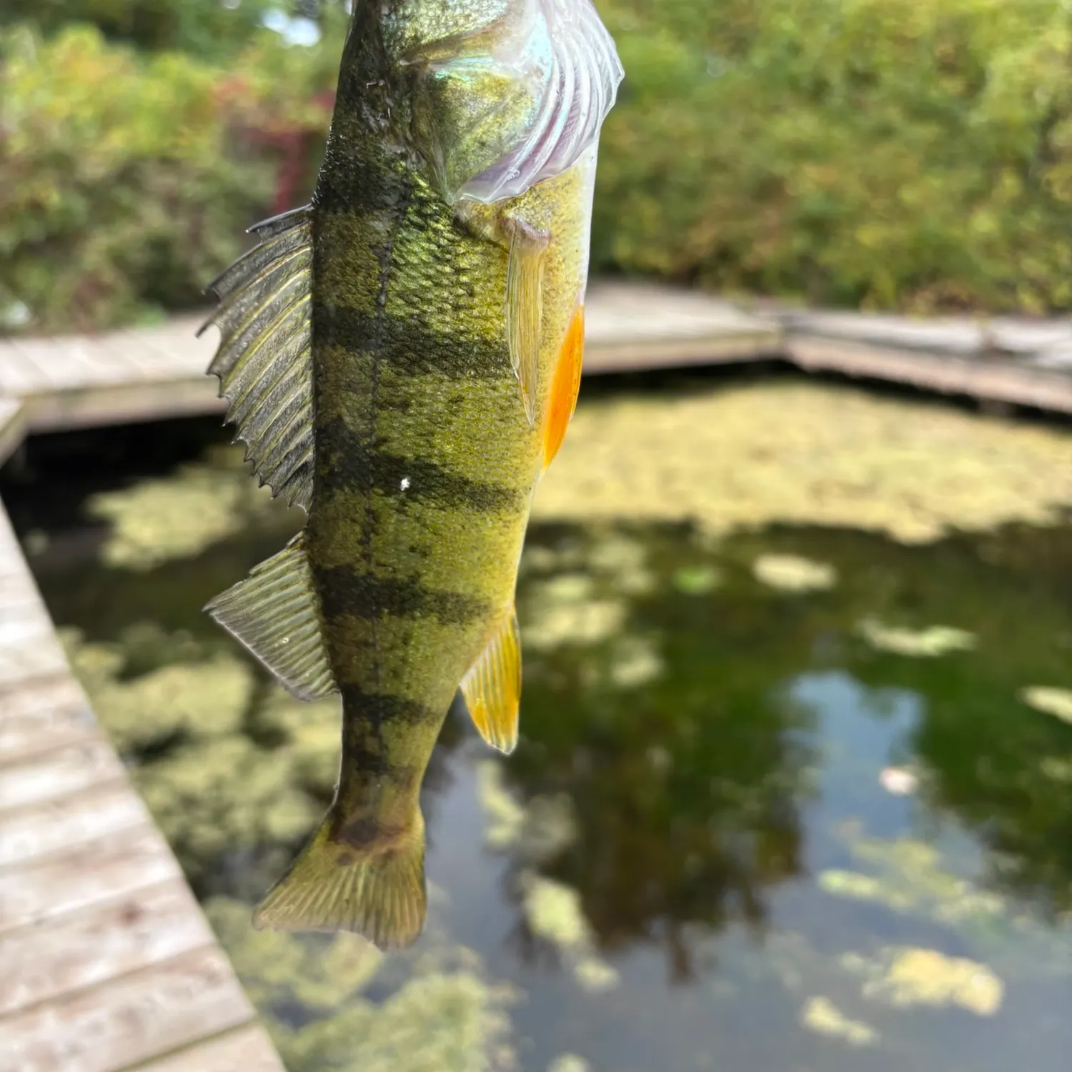Yellow perch caught on Fishbrain