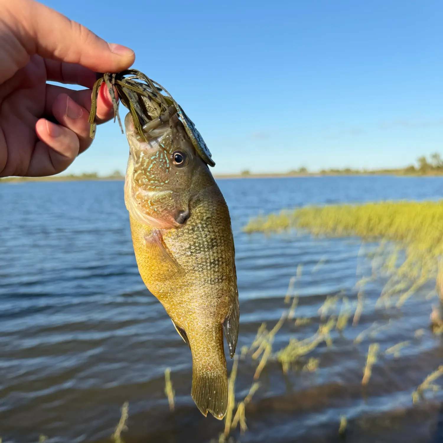 Green sunfish caught on Fishbrain