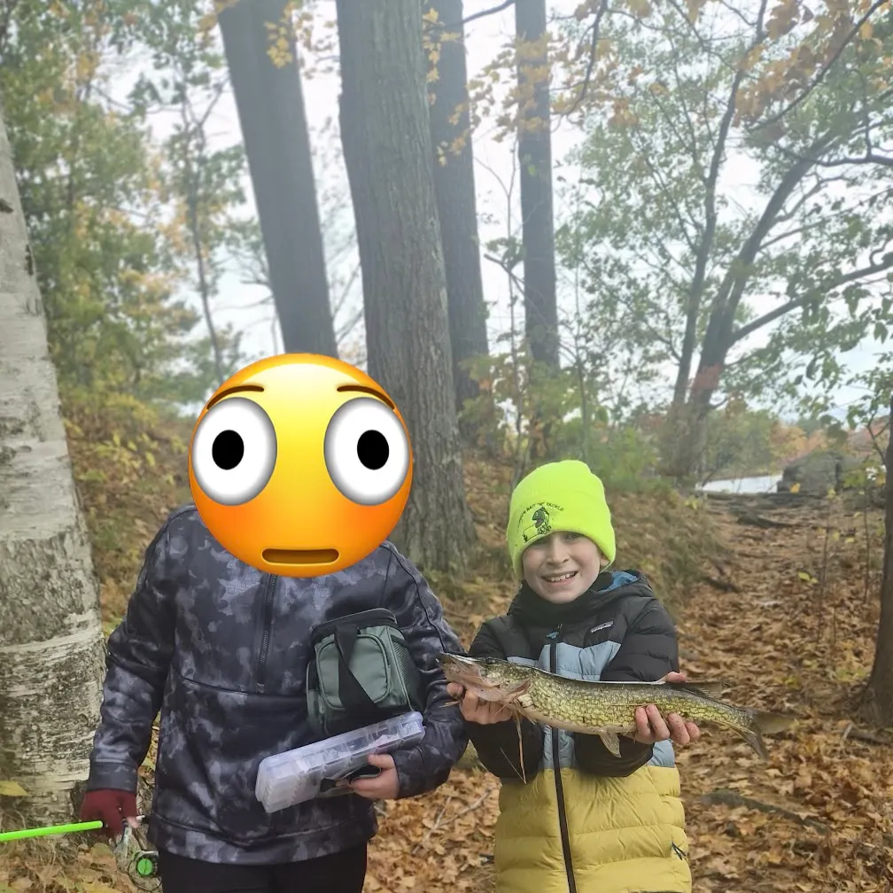 Chain pickerel caught on Fishbrain