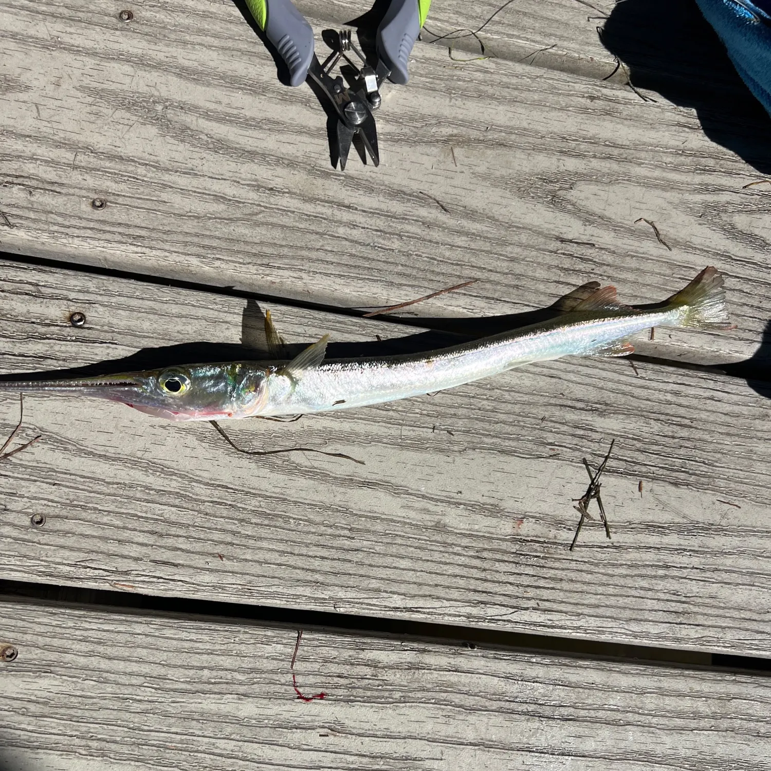 Flat needlefish caught on Fishbrain
