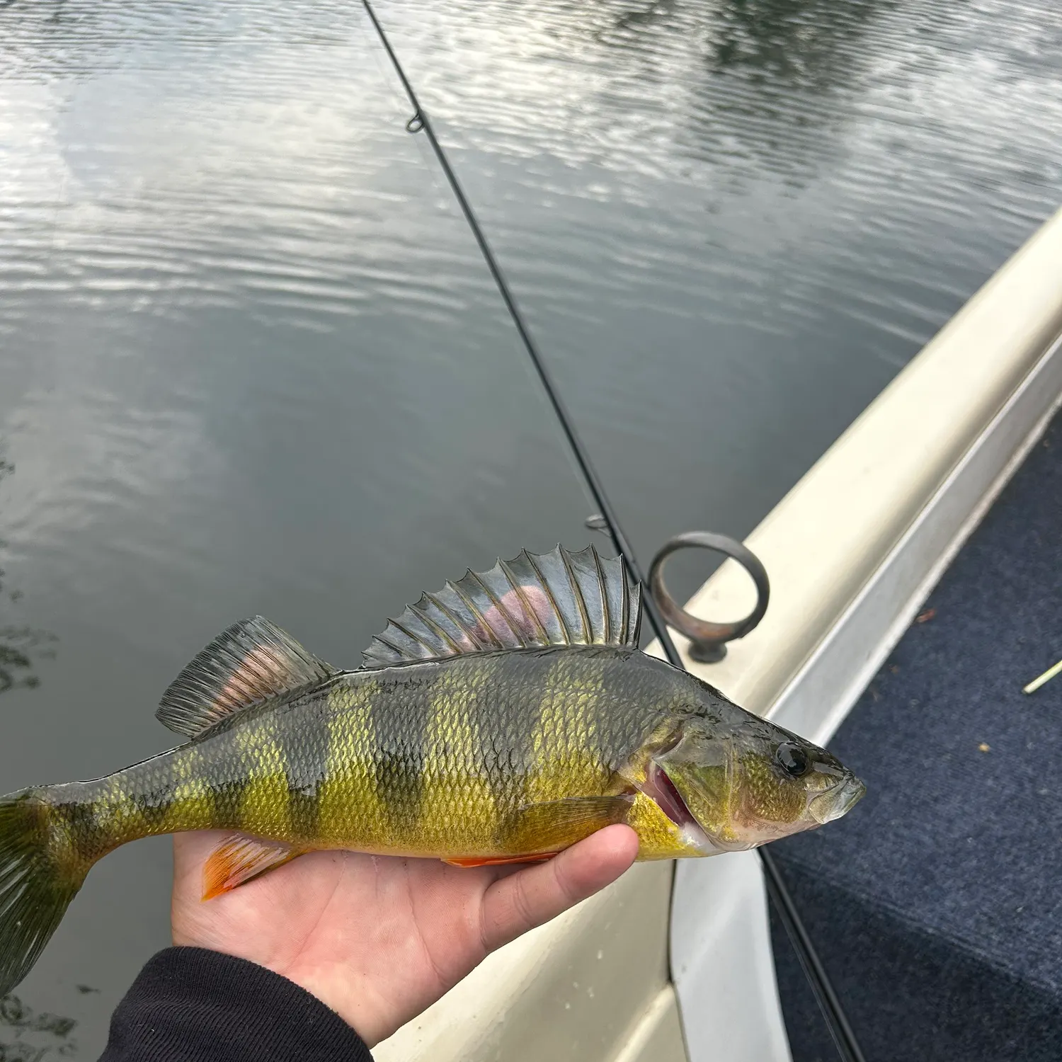Yellow perch caught on Fishbrain