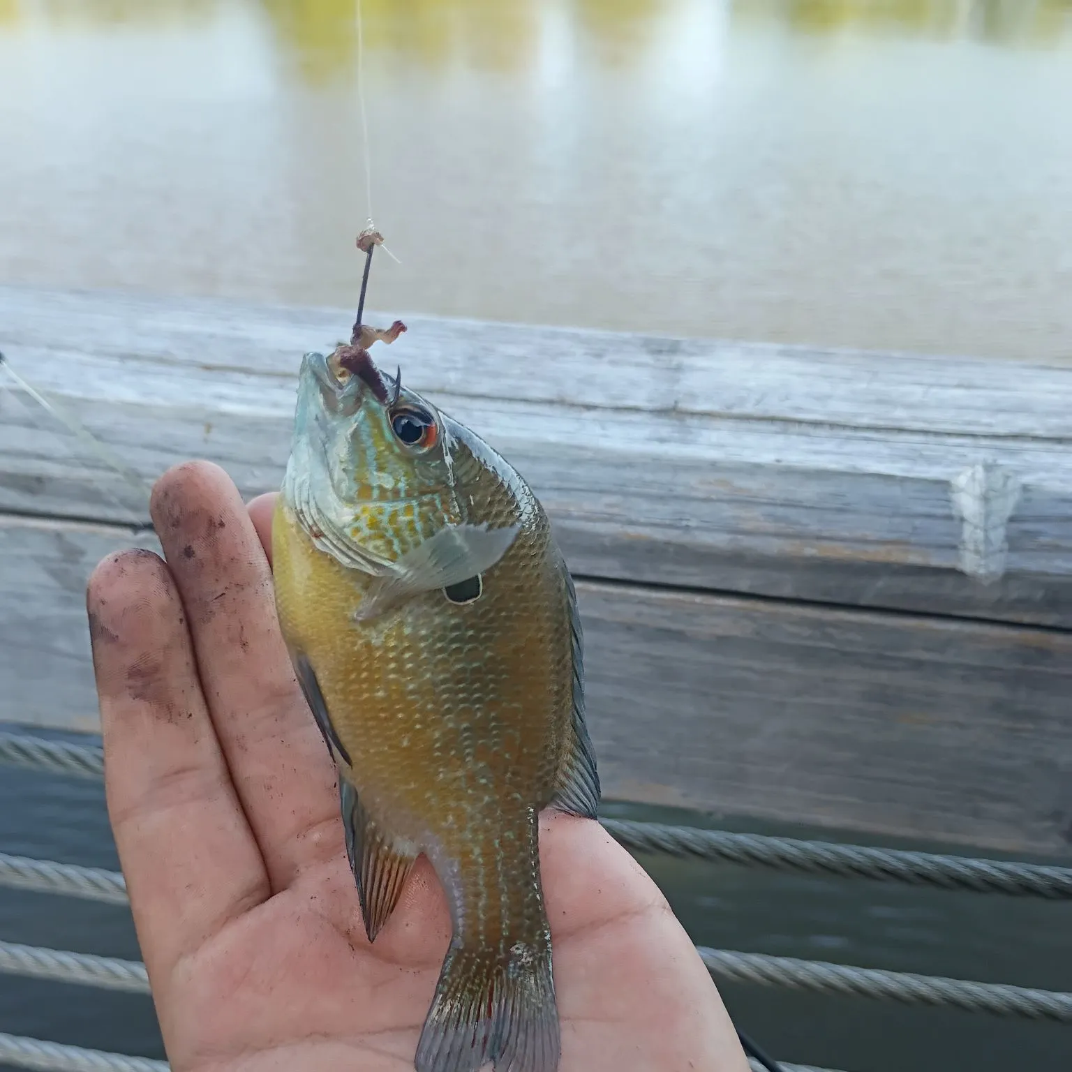 Green sunfish caught on Fishbrain