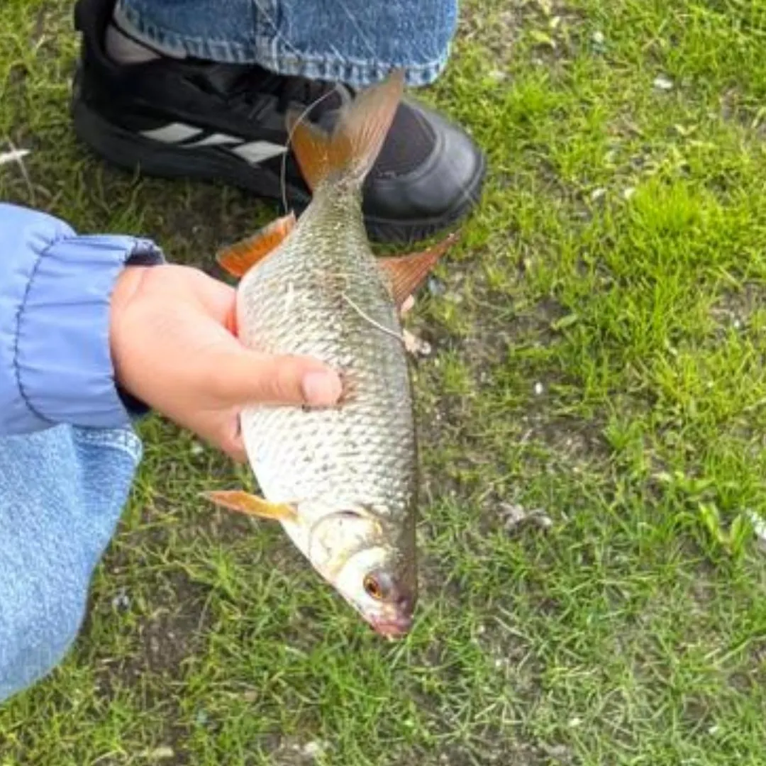 Common roach caught on Fishbrain