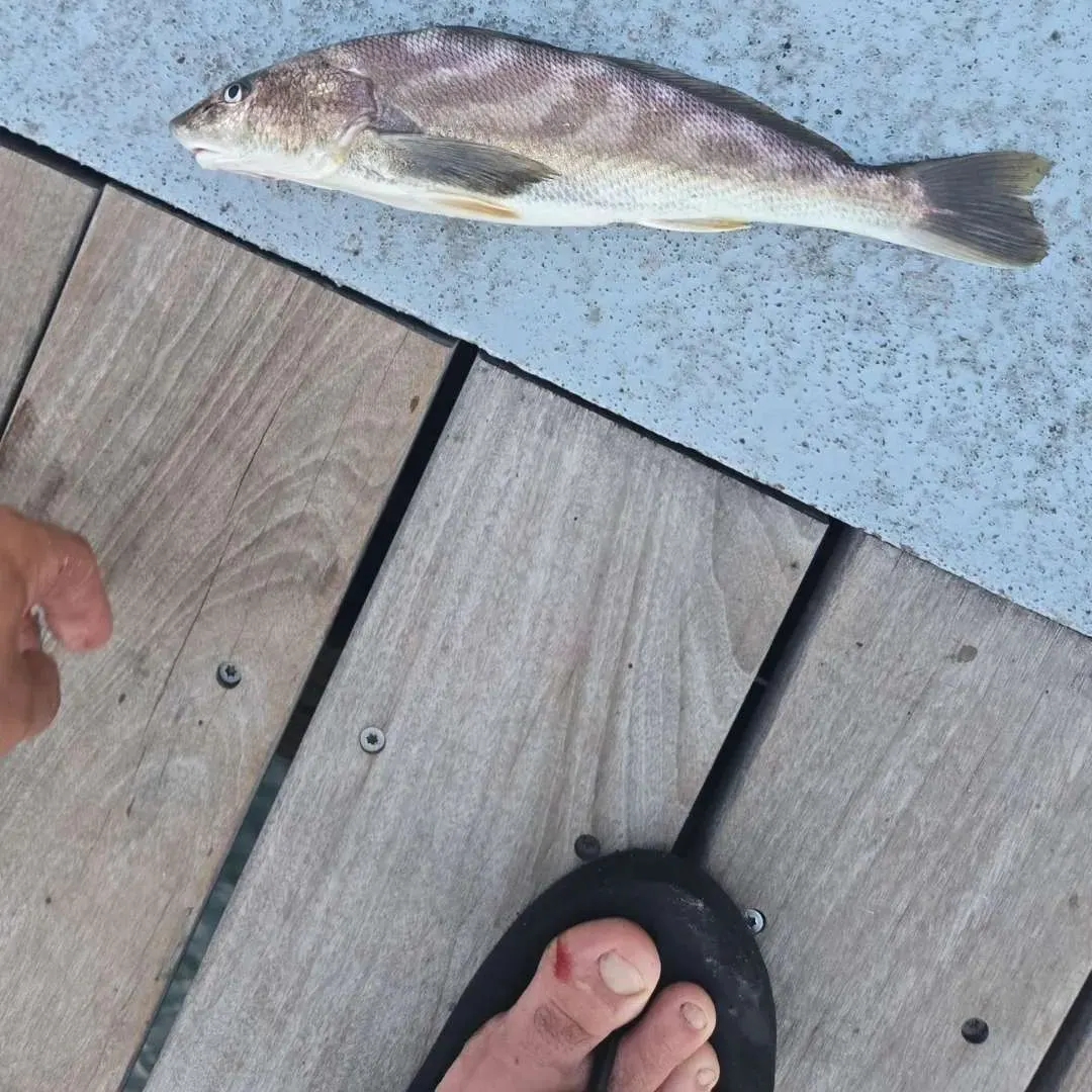Southern kingcroaker caught on Fishbrain