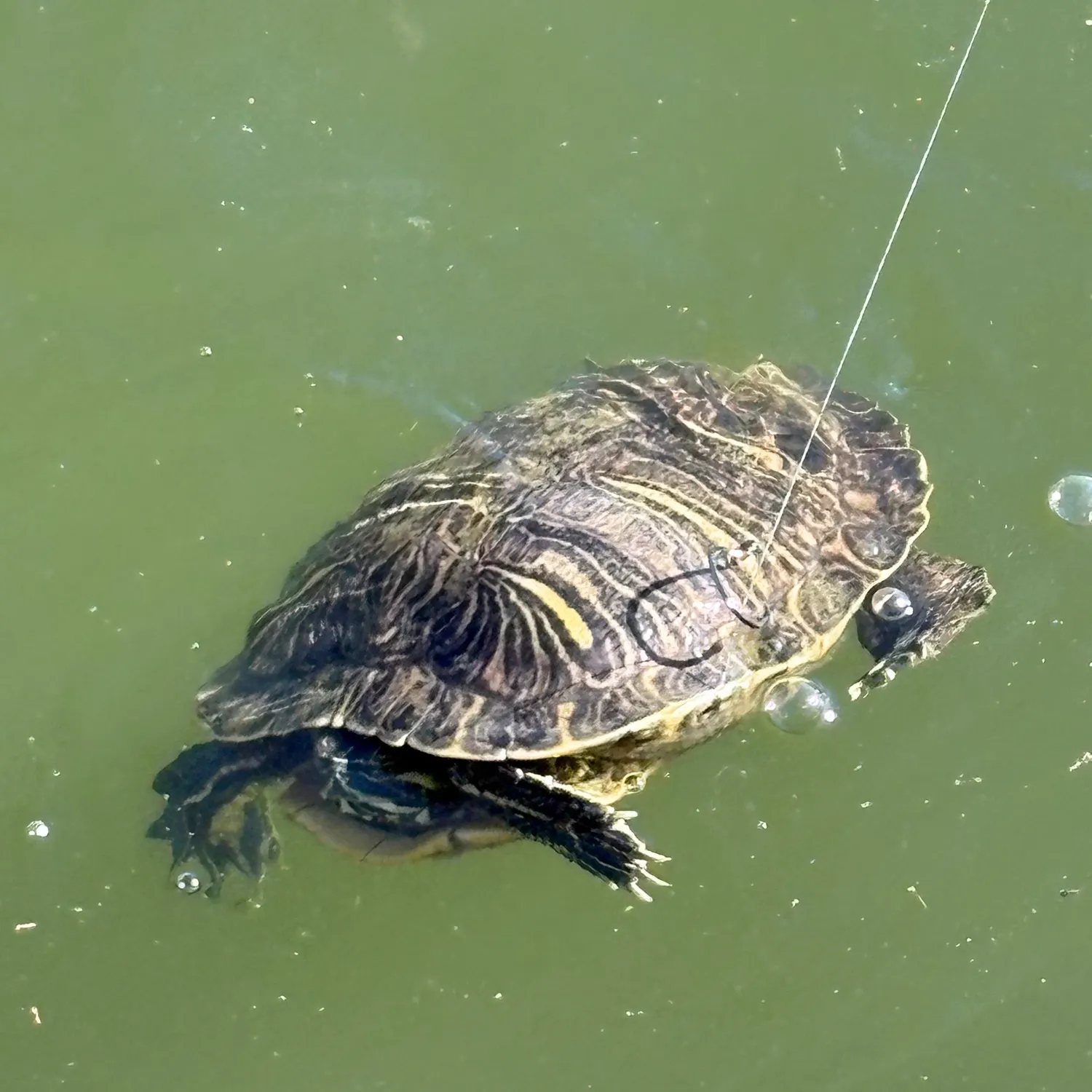 Pond slider turtle caught on Fishbrain
