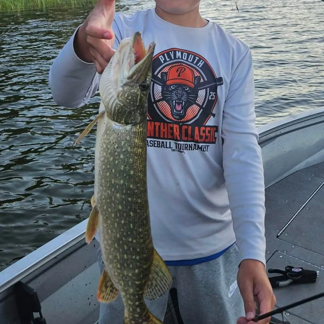 Northern pike caught on Fishbrain