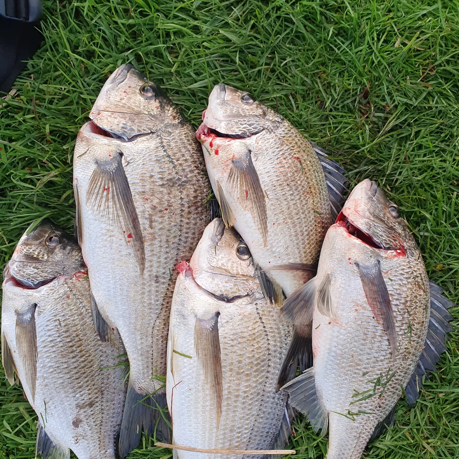 recently logged catches