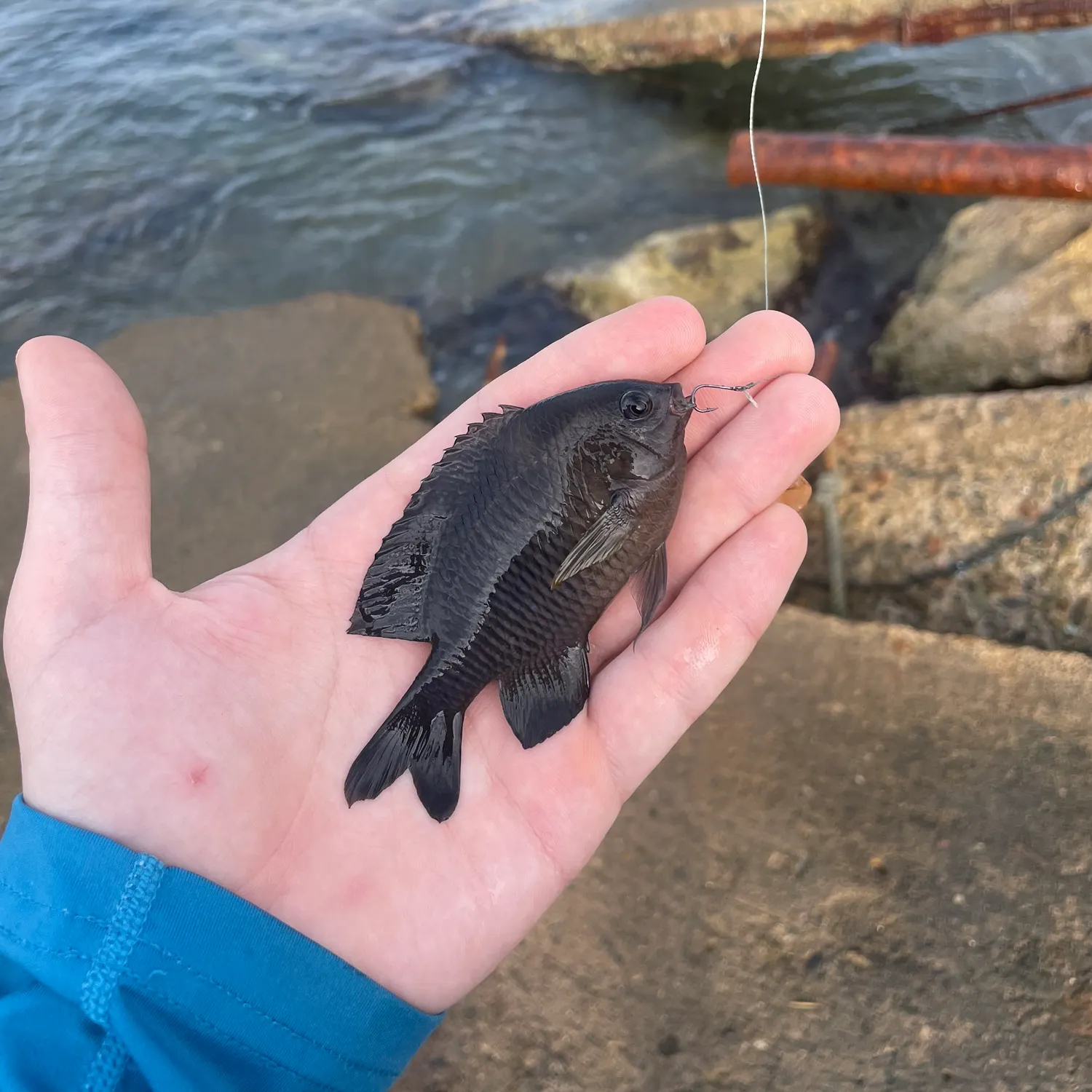 The most recent Dusky damselfish catches on Fishbrain