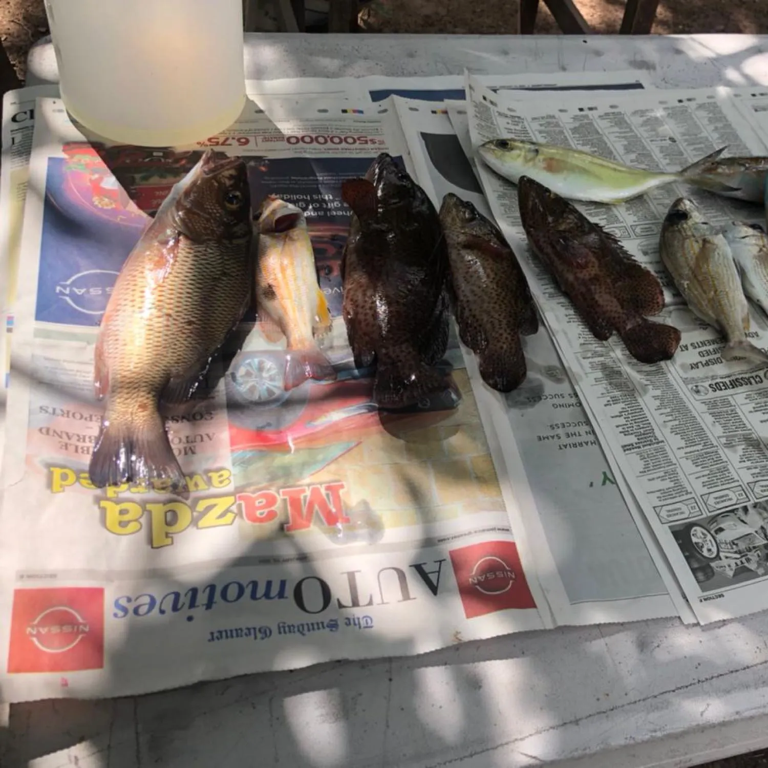 recently logged catches