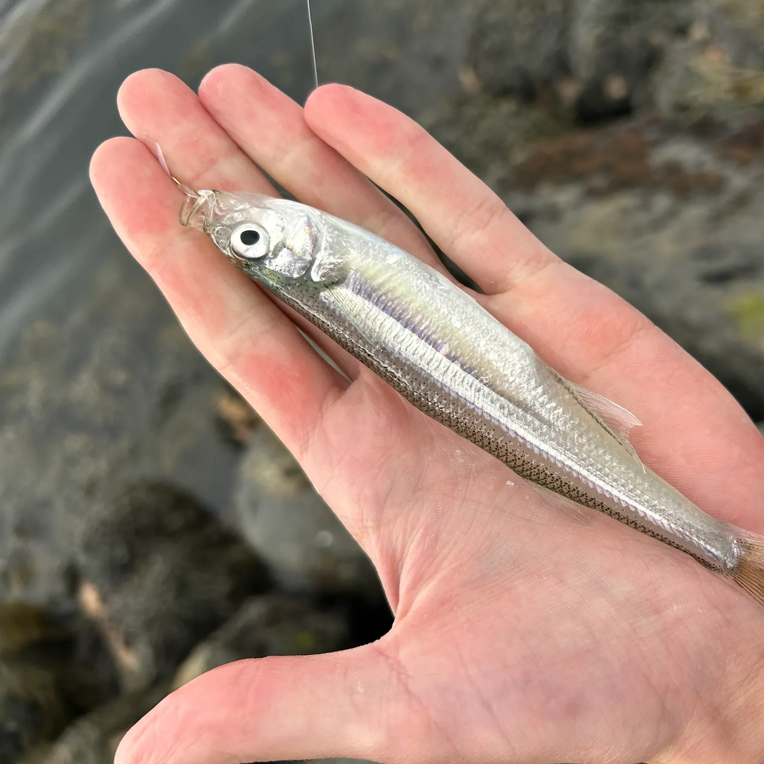 The most recent Sand smelt catches on Fishbrain
