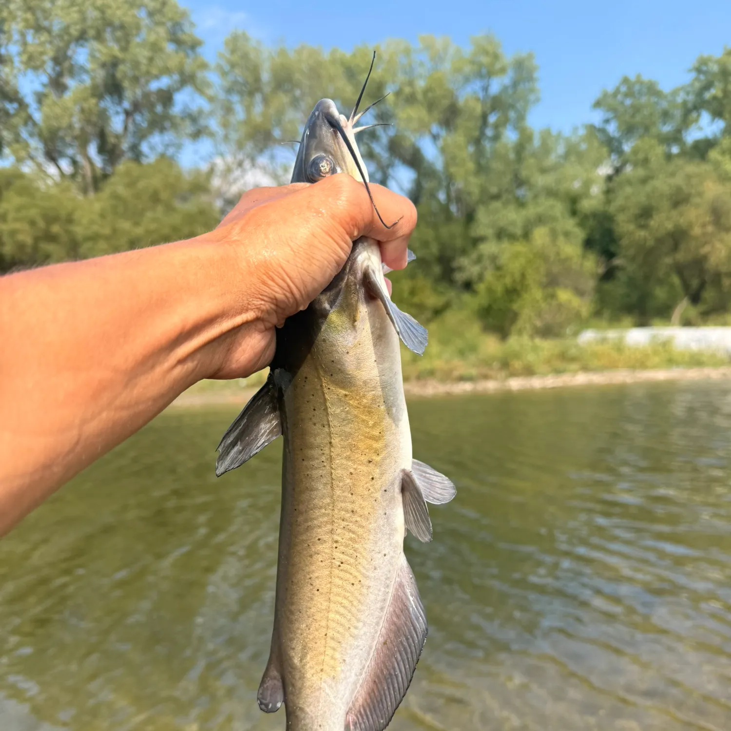 Channel catfish caught on Fishbrain