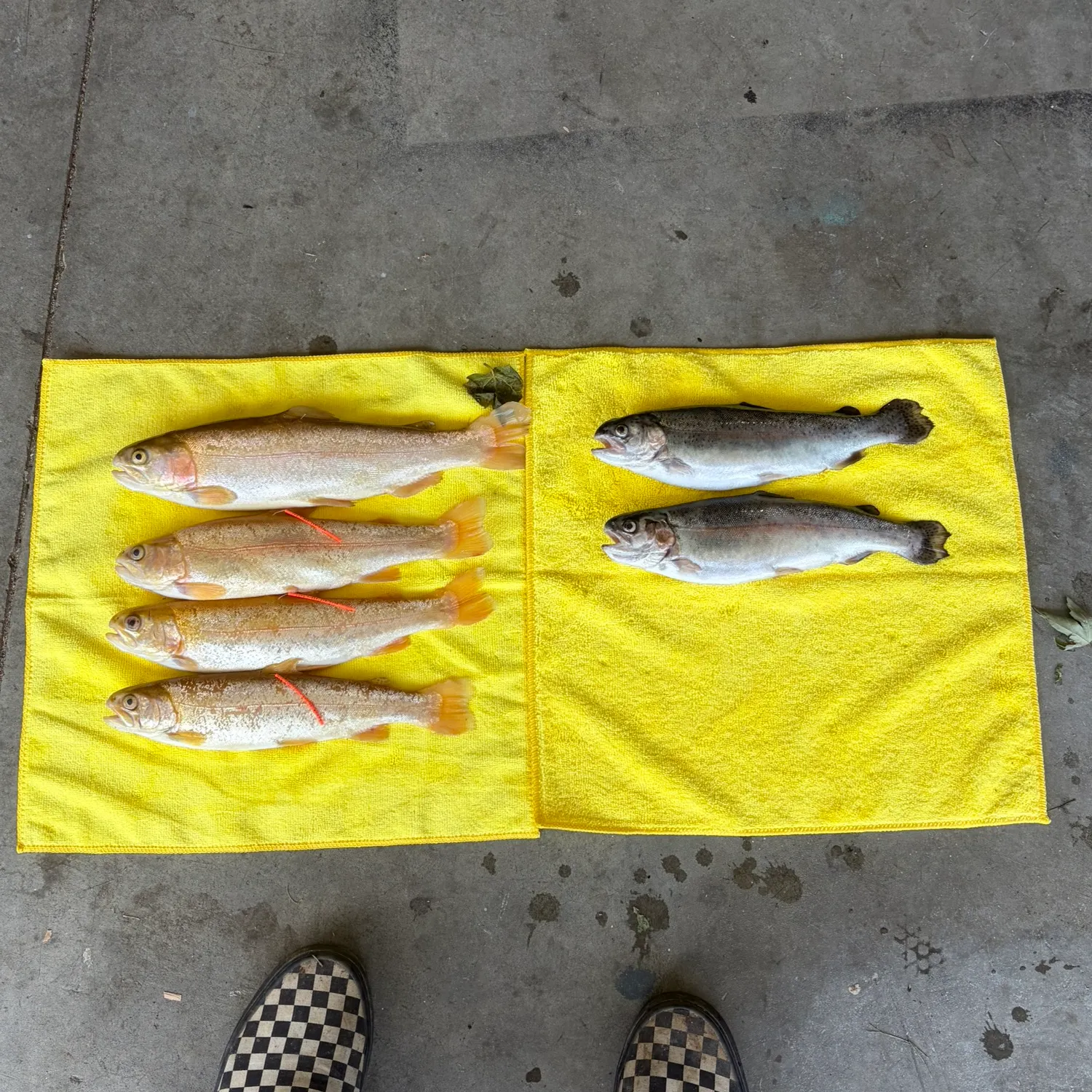 recently logged catches