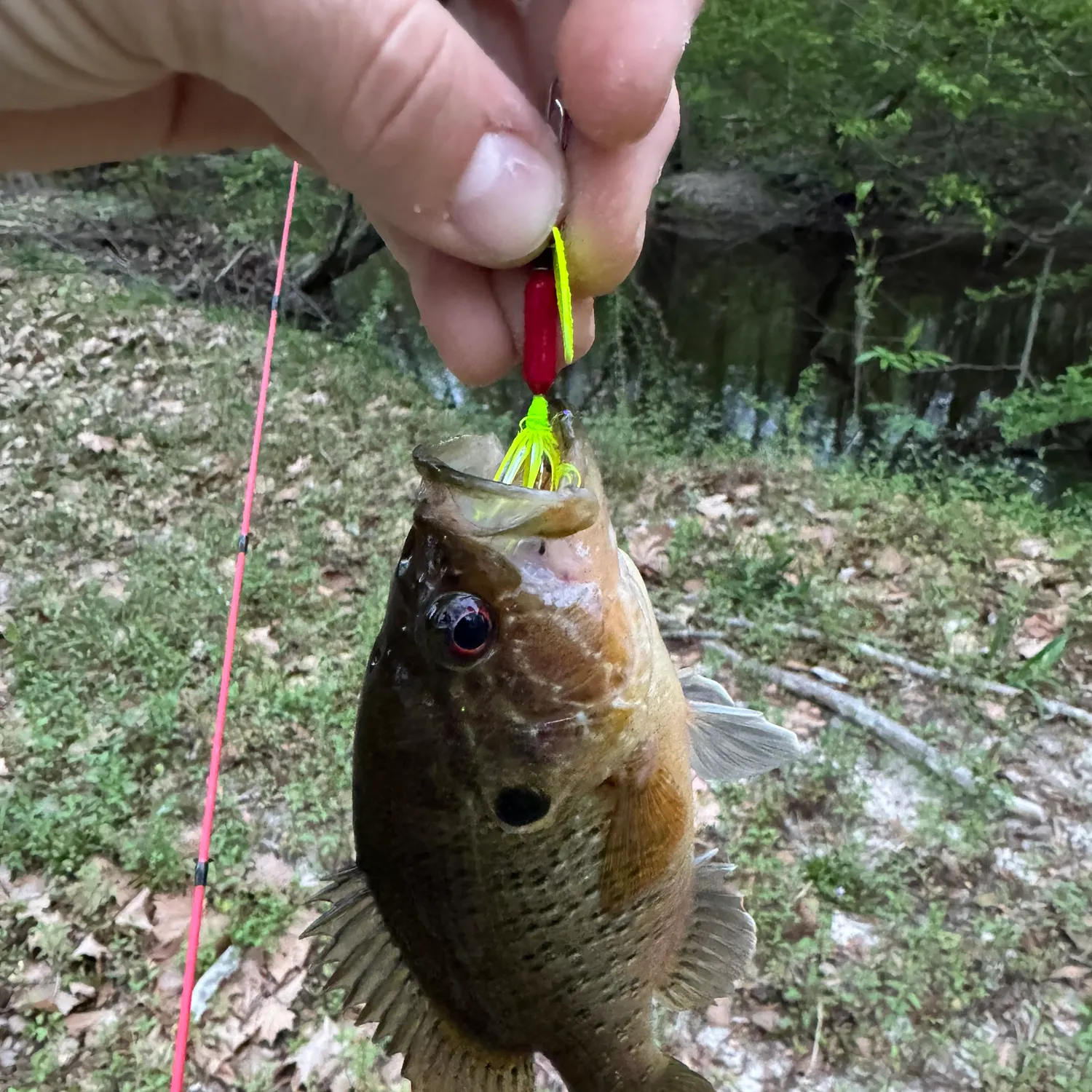 The most recent Warmouth catches on Fishbrain