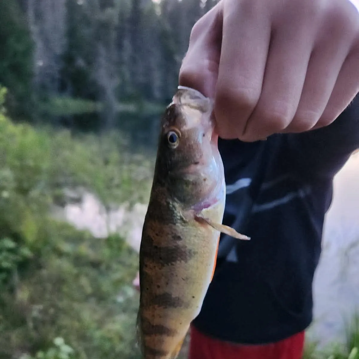 Yellow perch caught on Fishbrain