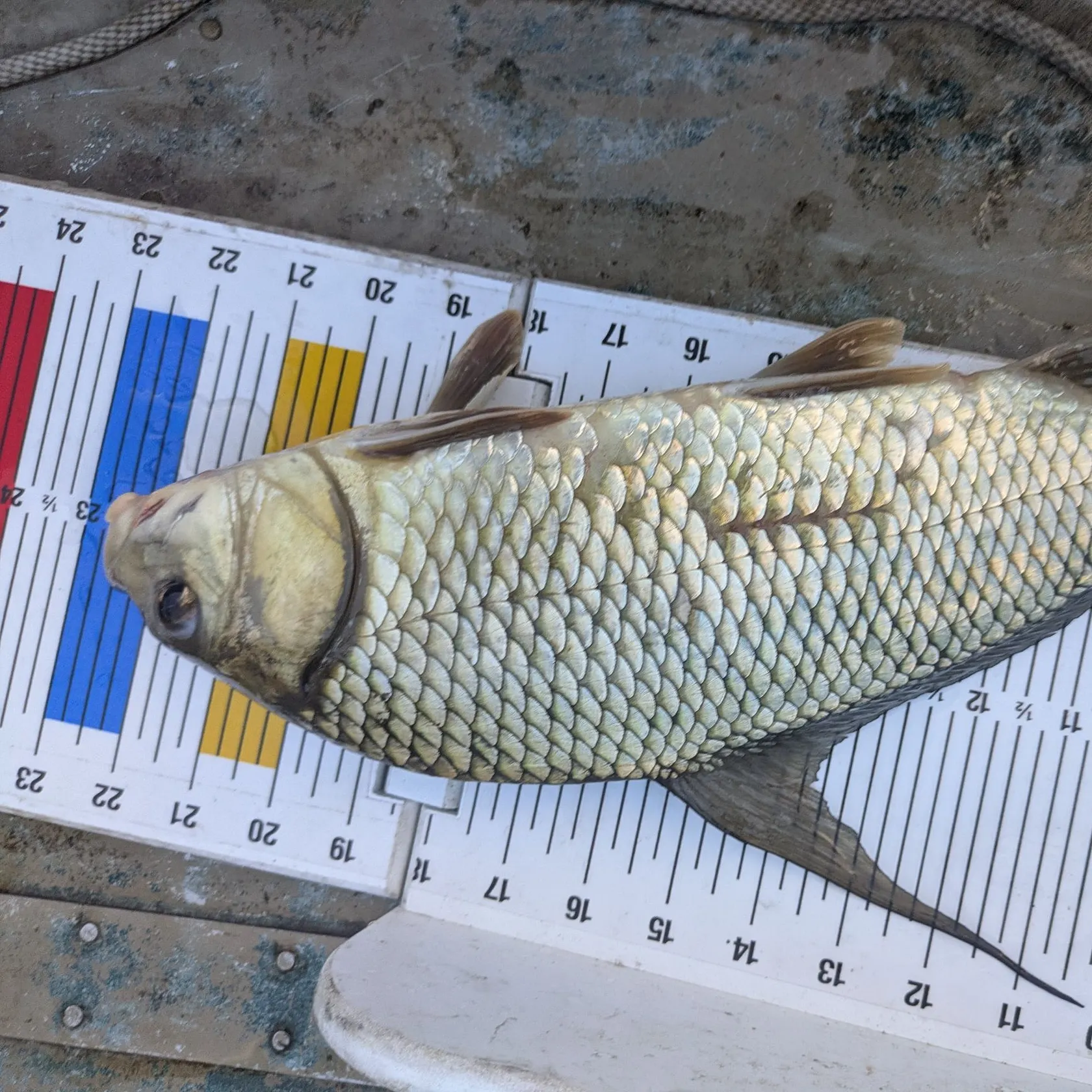 The most recent Quillback catches on Fishbrain