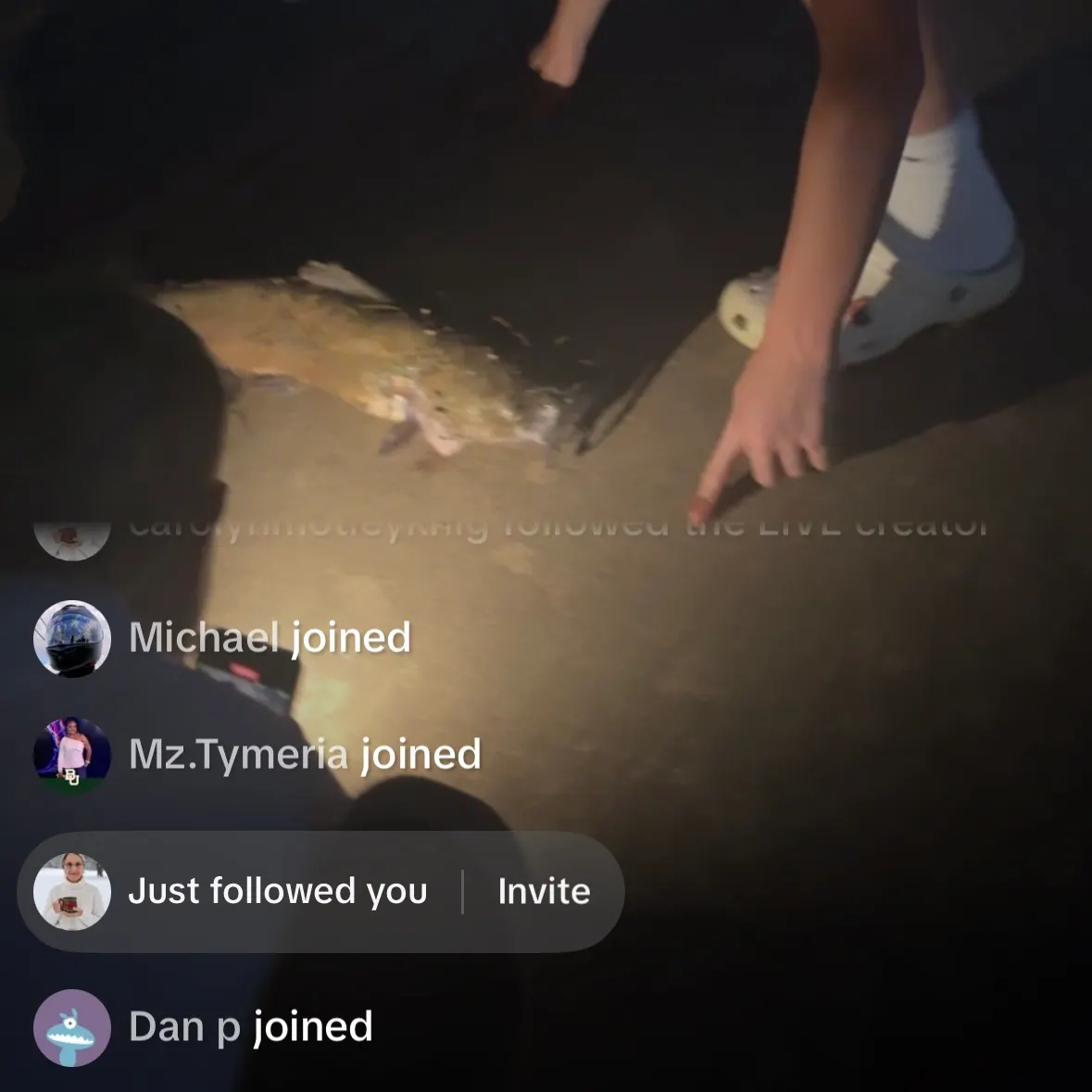 recently logged catches