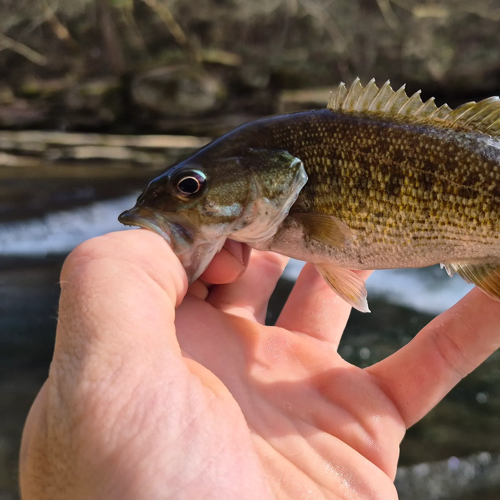 The most recent Redeye bass catches on Fishbrain