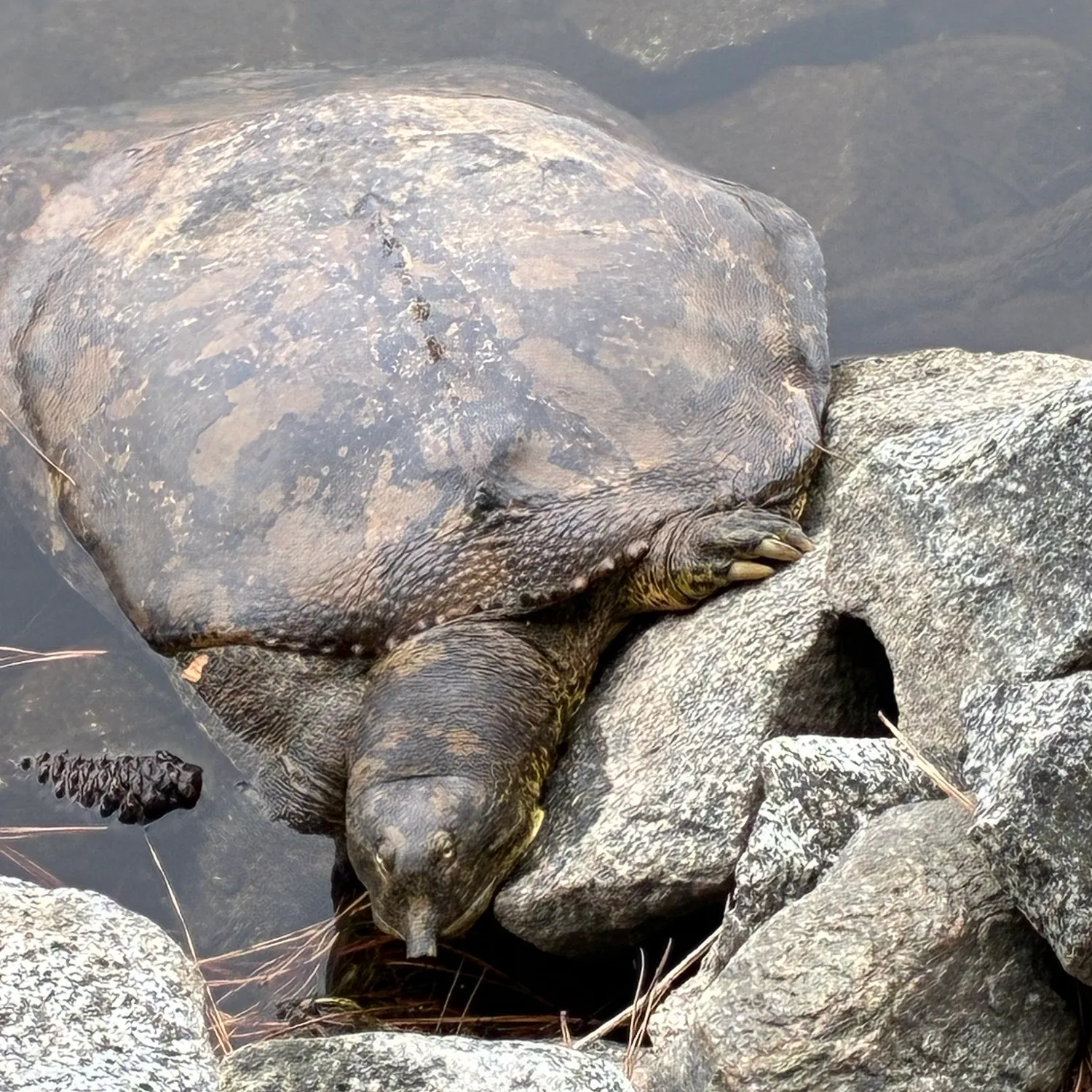 Florida softshell turtle caught on Fishbrain