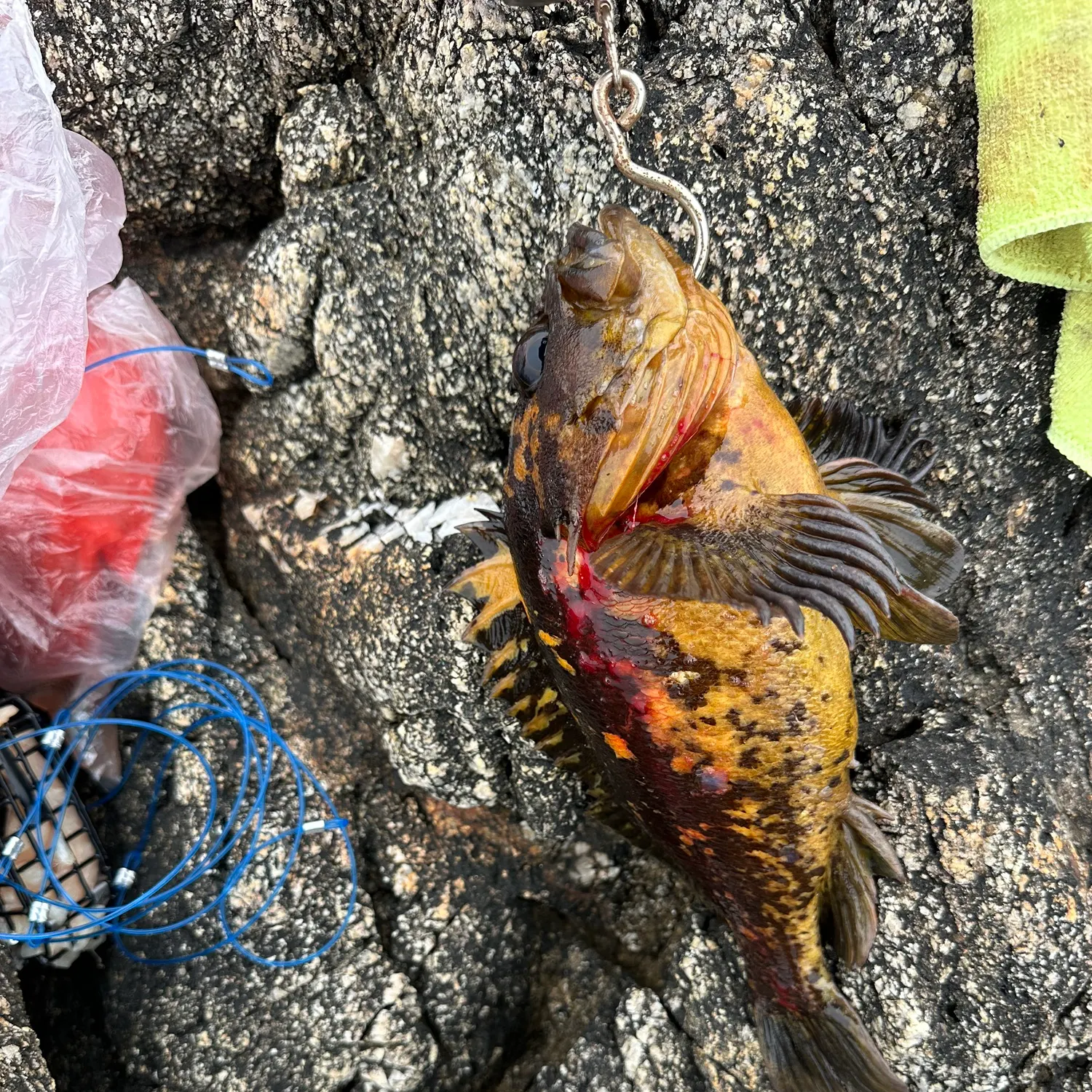 recently logged catches