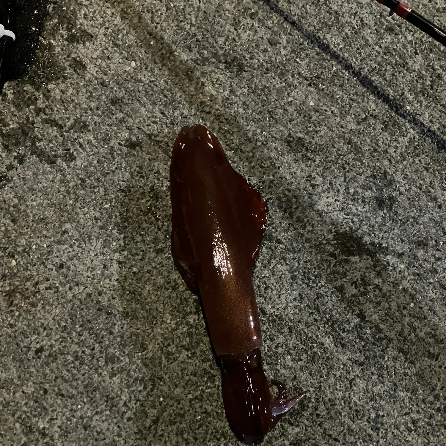European flying squid caught on Fishbrain