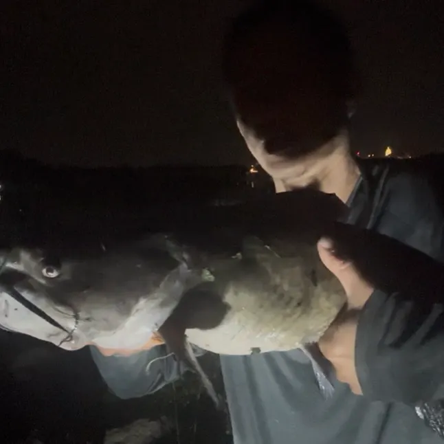 Channel catfish caught on Fishbrain