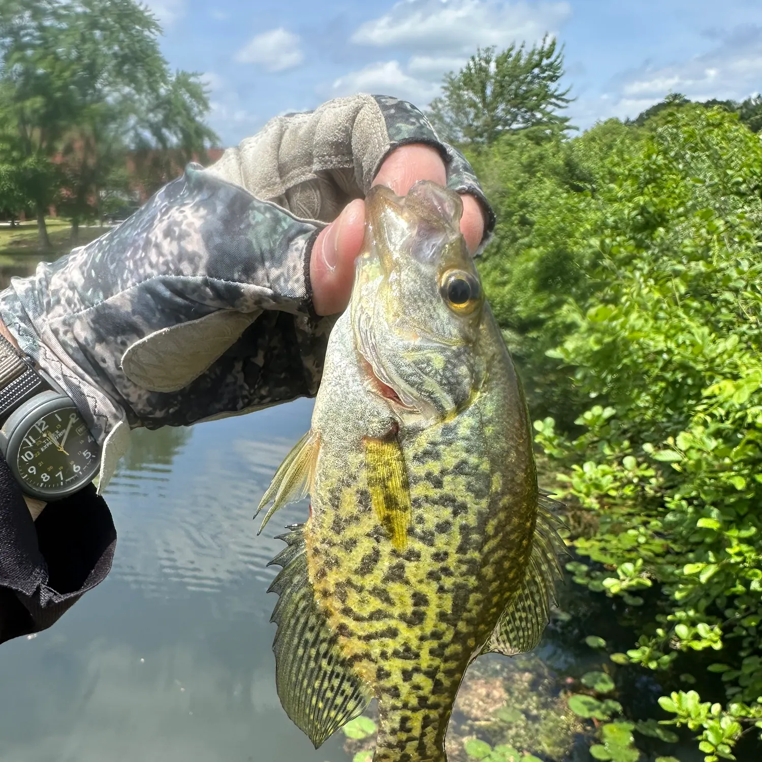 recently logged catches