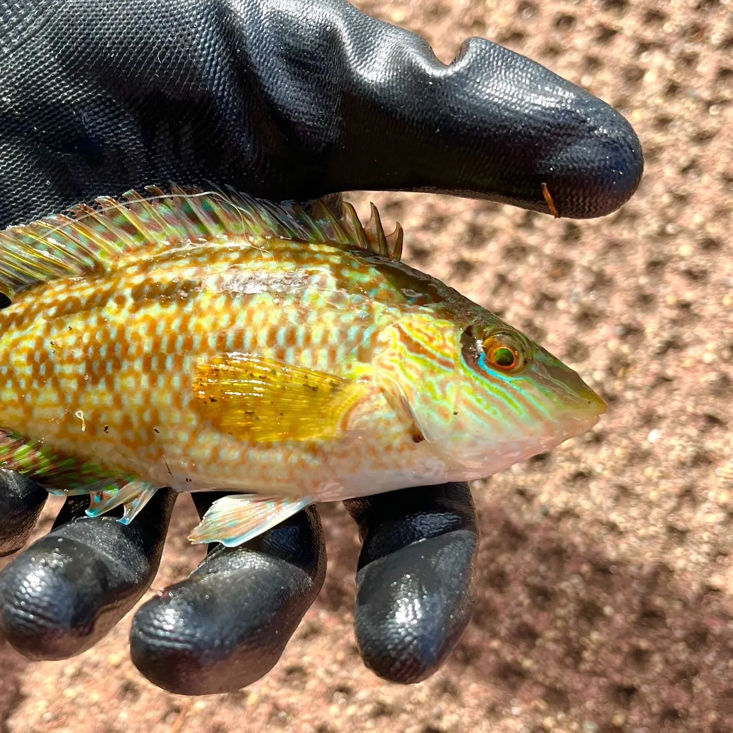 Corkwing wrasse caught on Fishbrain