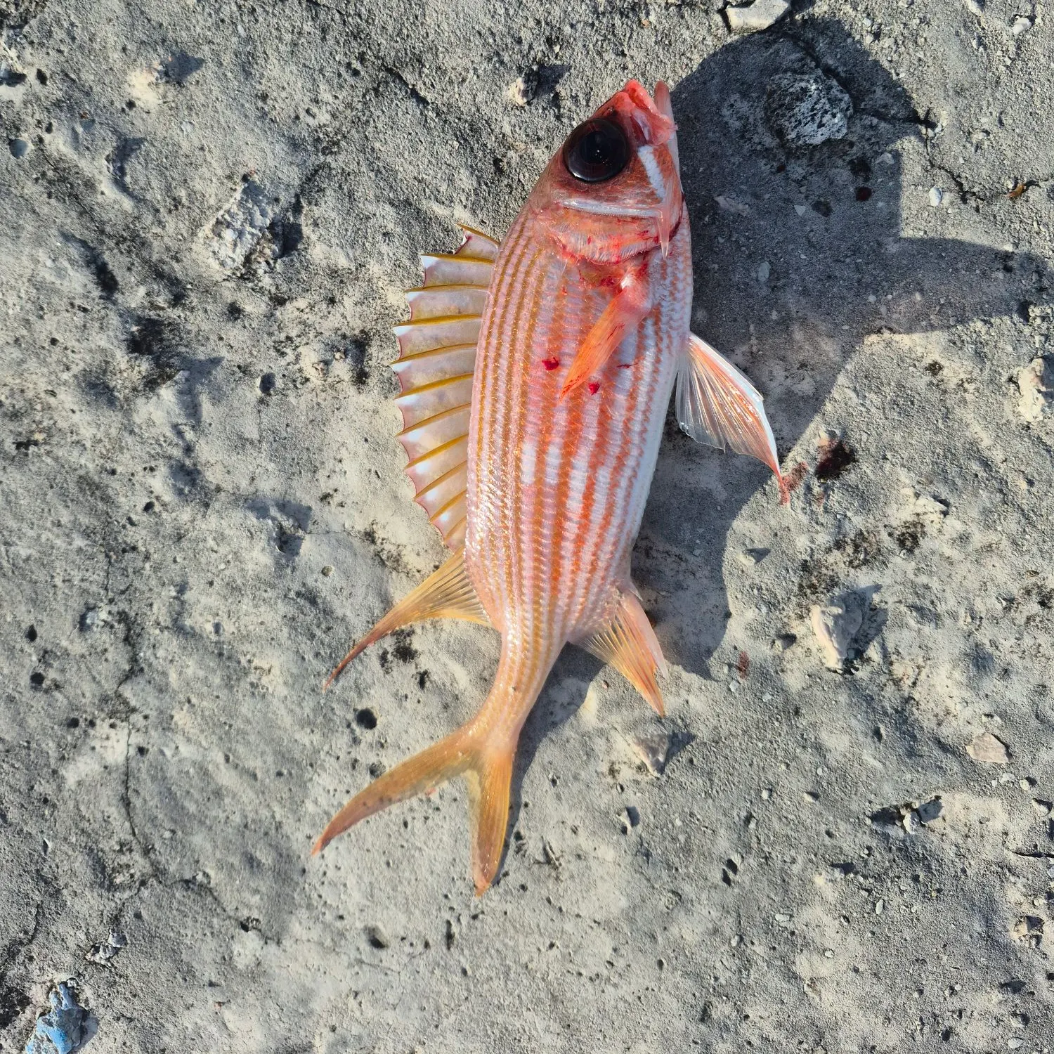 The most recent Common squirrelfish catches on Fishbrain