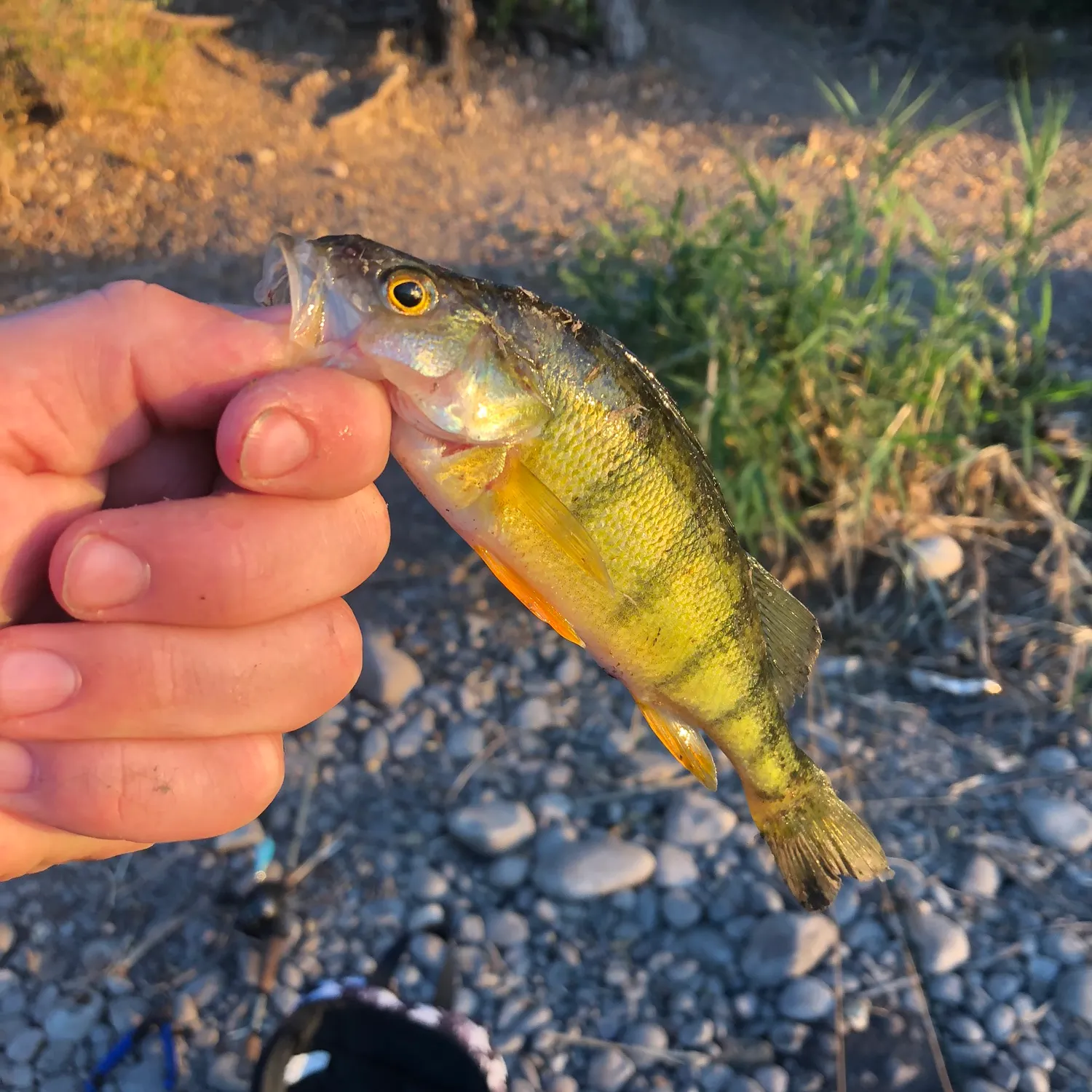 Yellow perch caught on Fishbrain