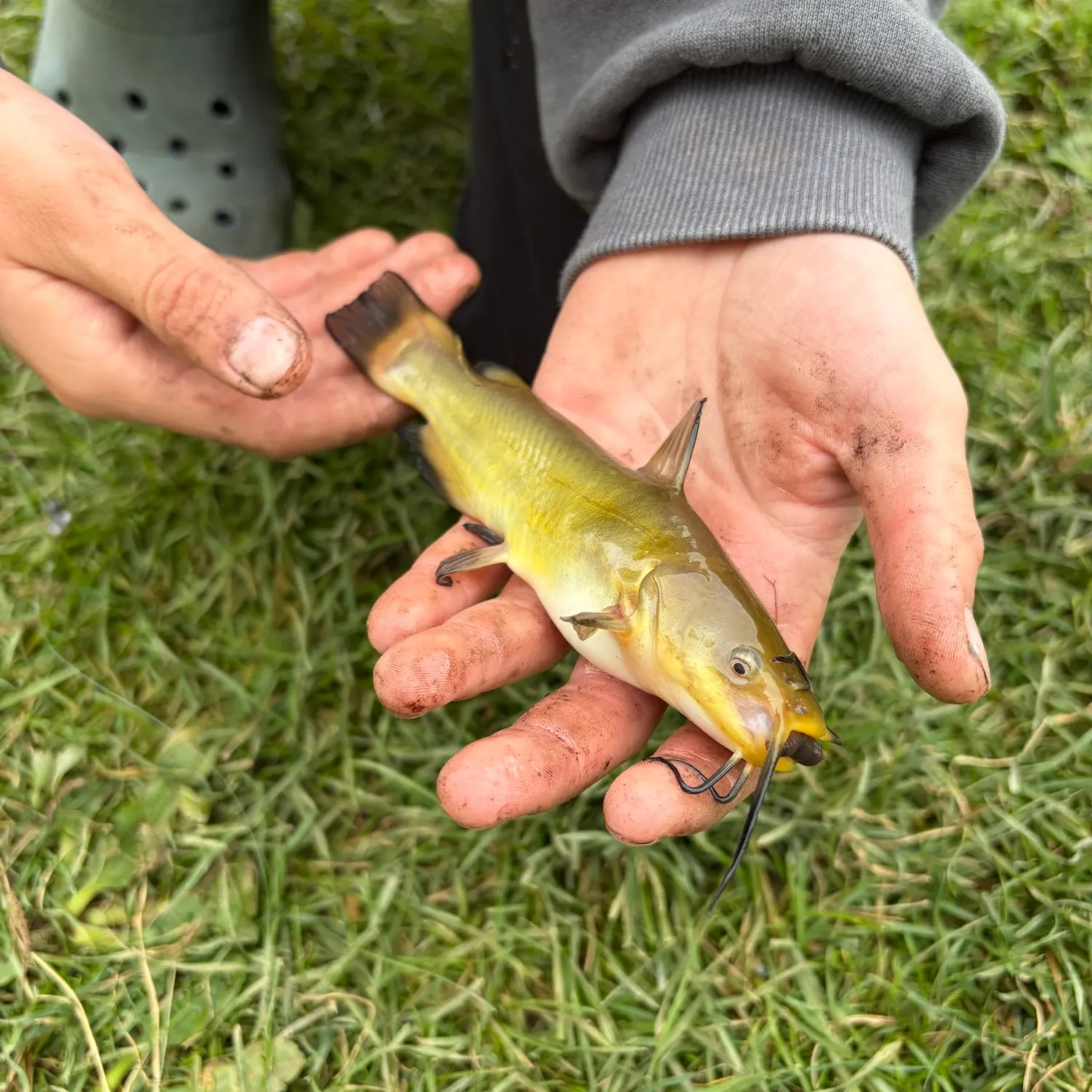 Yellow bullhead caught on Fishbrain