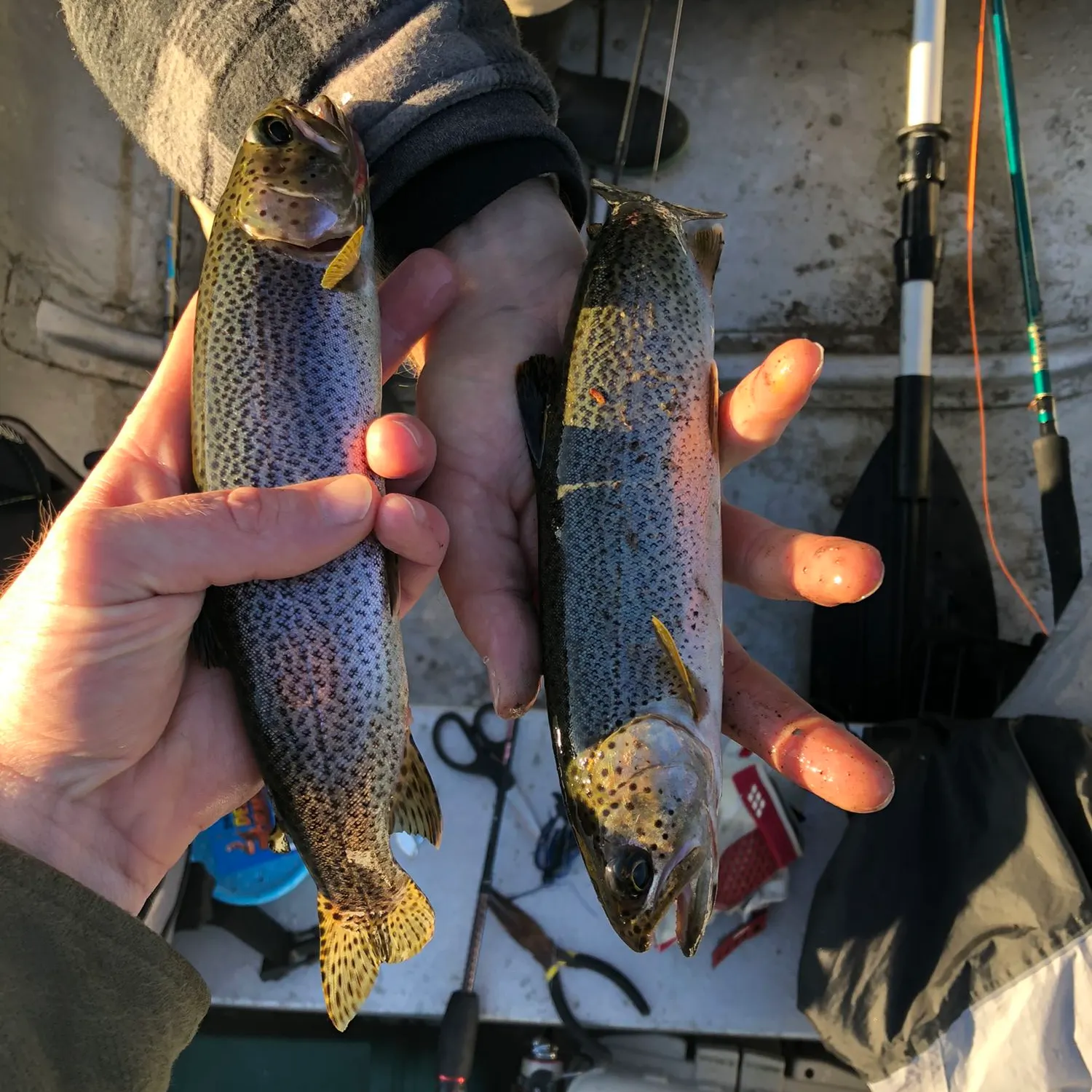 recently logged catches