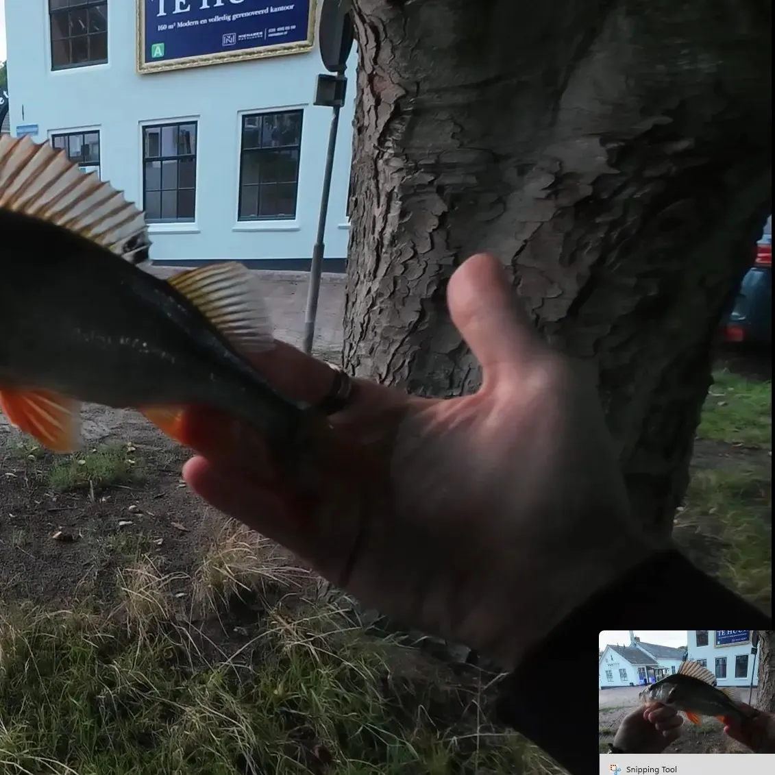 European perch caught on Fishbrain