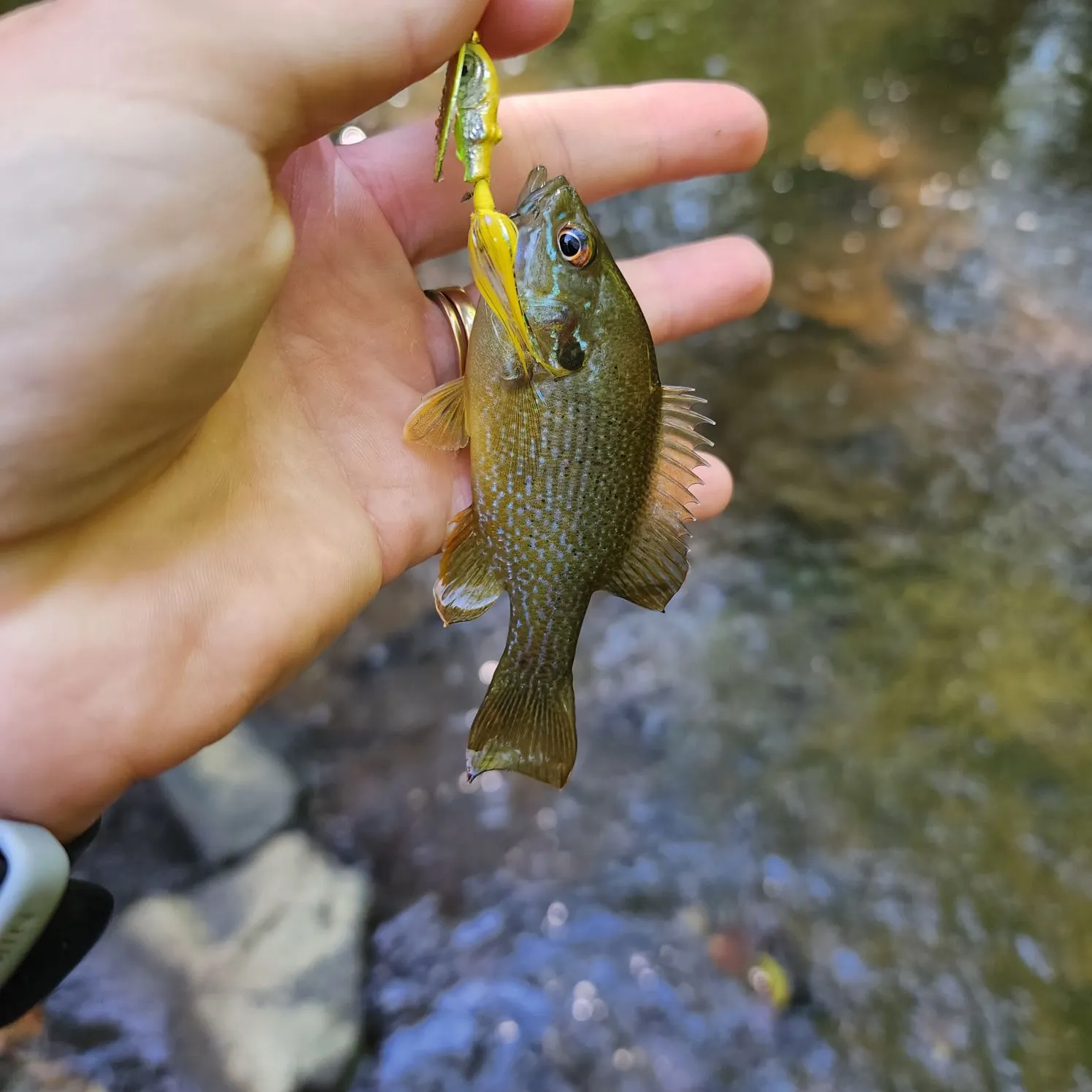 Green sunfish caught on Fishbrain