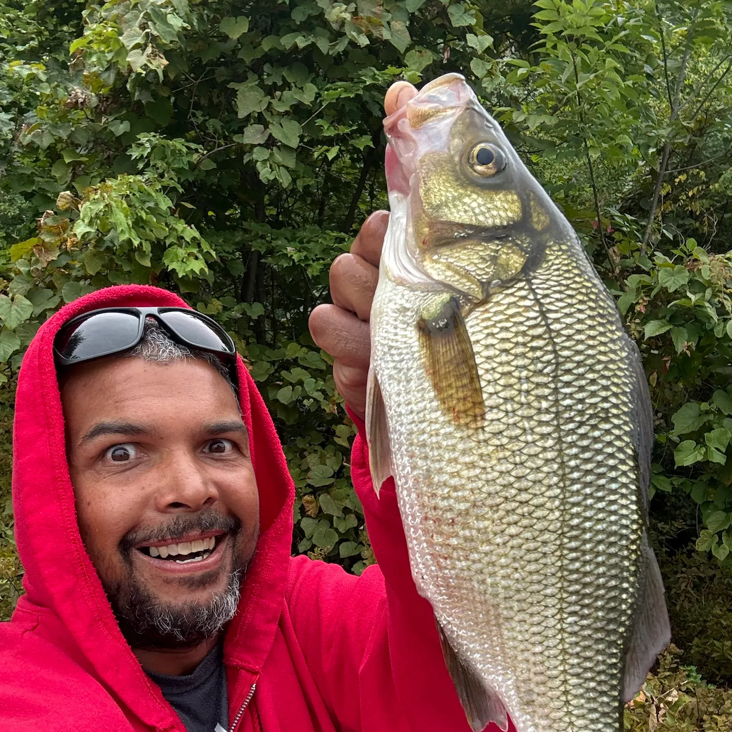 White perch caught on Fishbrain