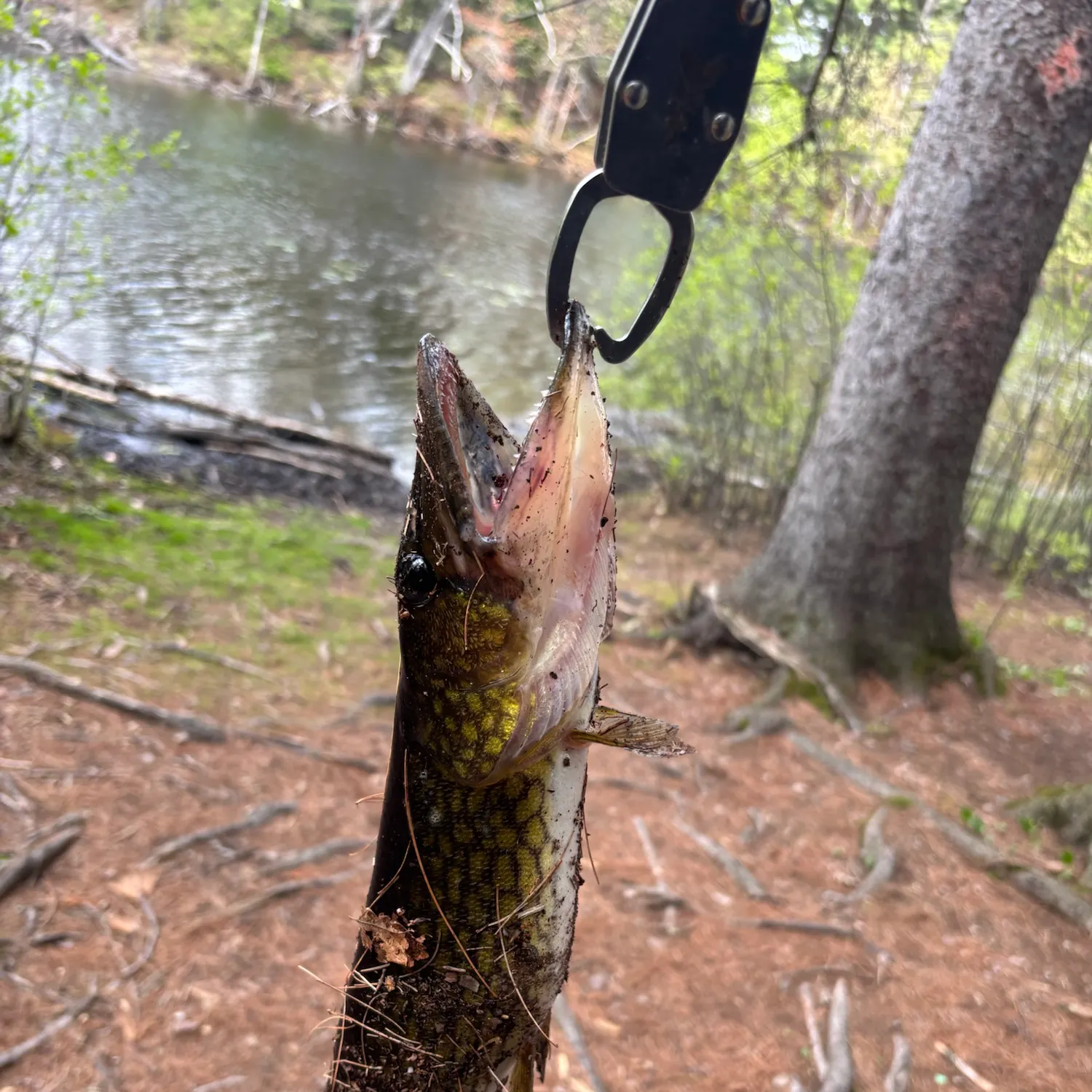 Chain pickerel caught on Fishbrain