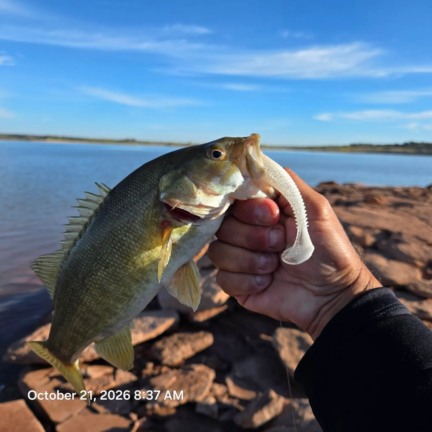 Smallmouth bass caught on Fishbrain
