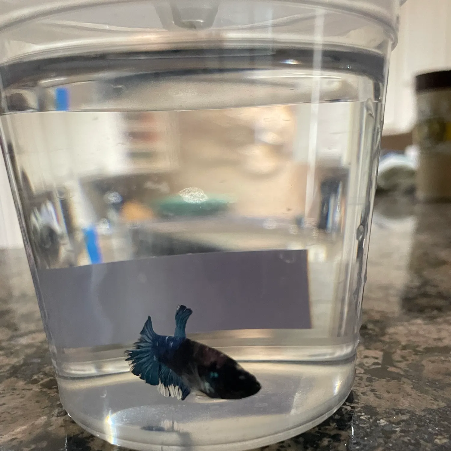 The most recent Siamese fighting fish catches on Fishbrain