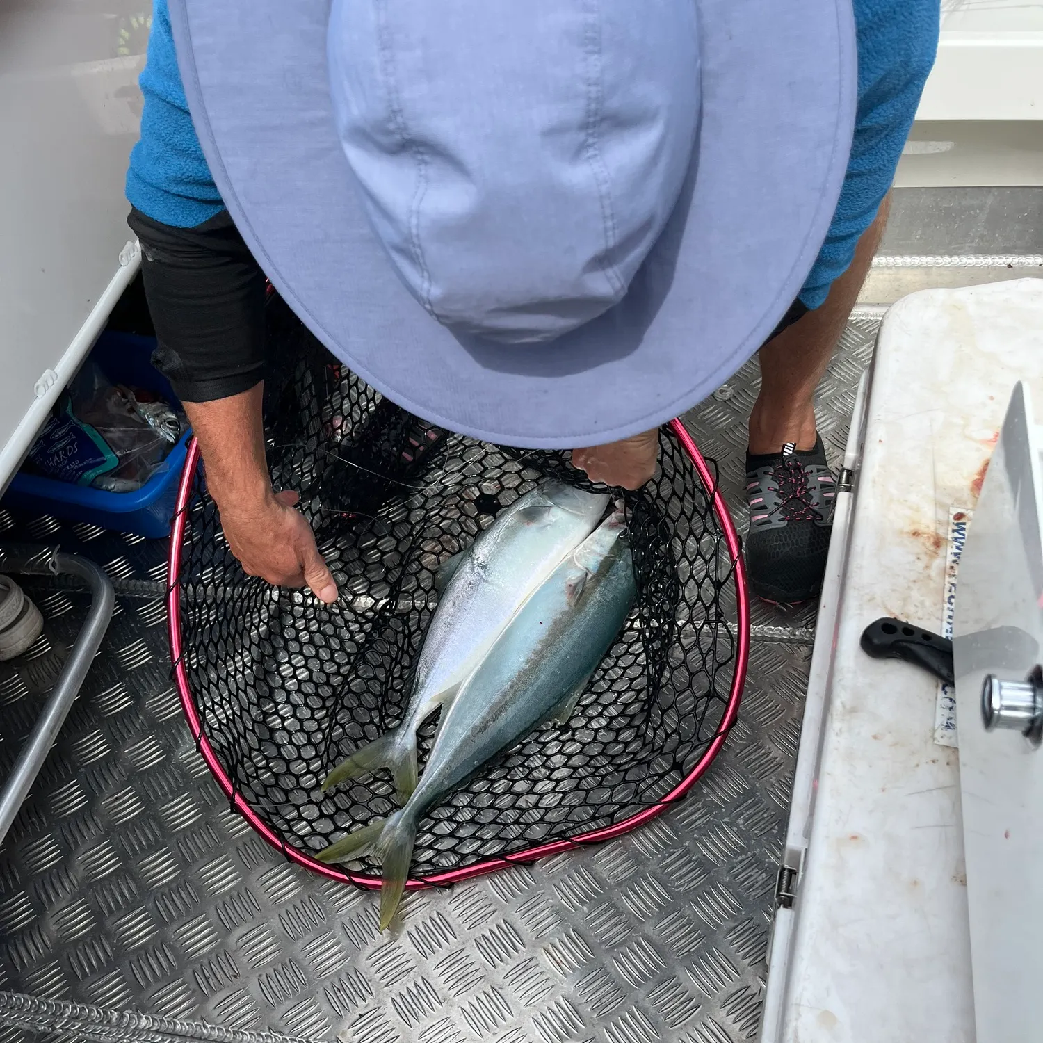 The most recent Southern yellowtail amberjack catches on Fishbrain