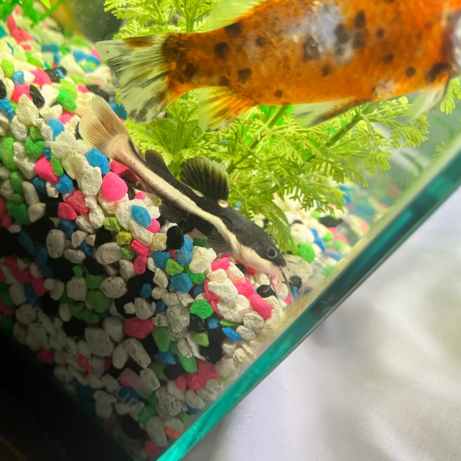 The most recent Redtail catfish catches on Fishbrain