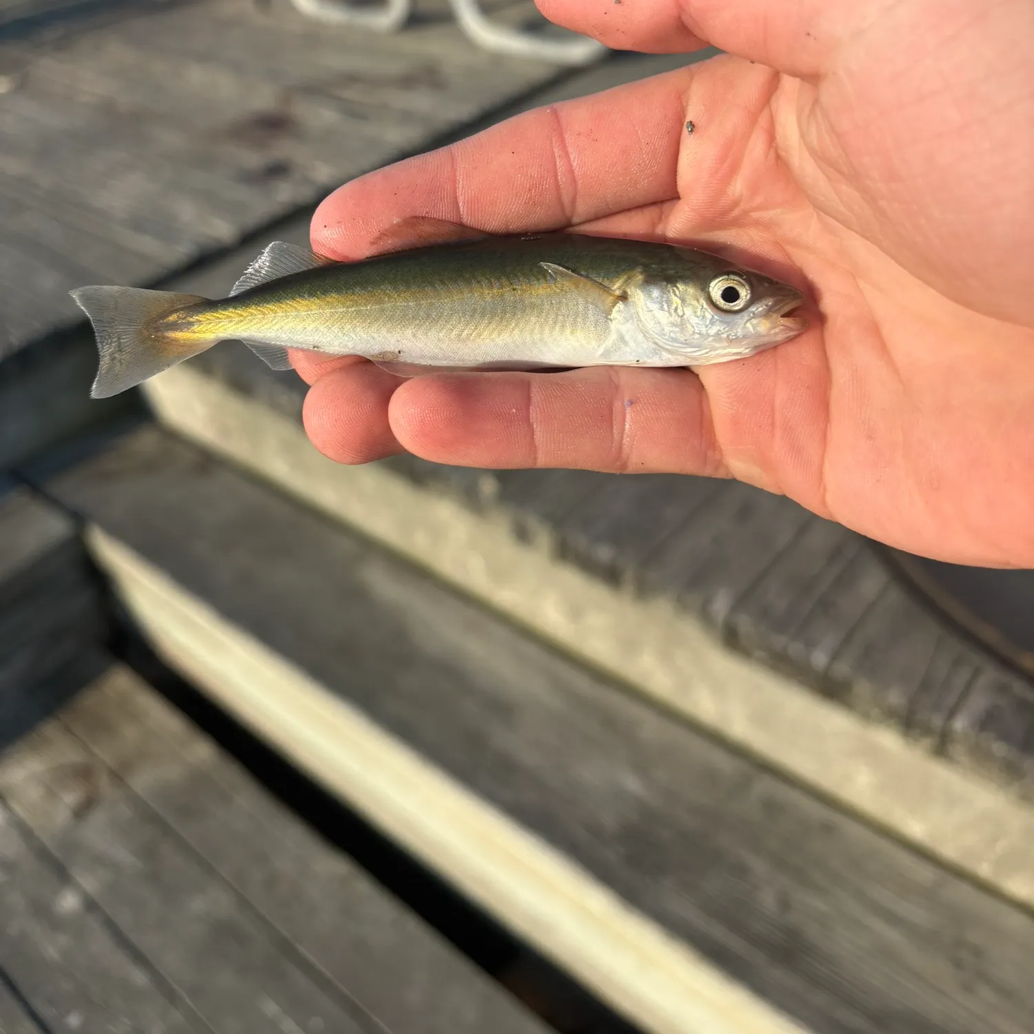 The most recent Atlantic pollock catches on Fishbrain
