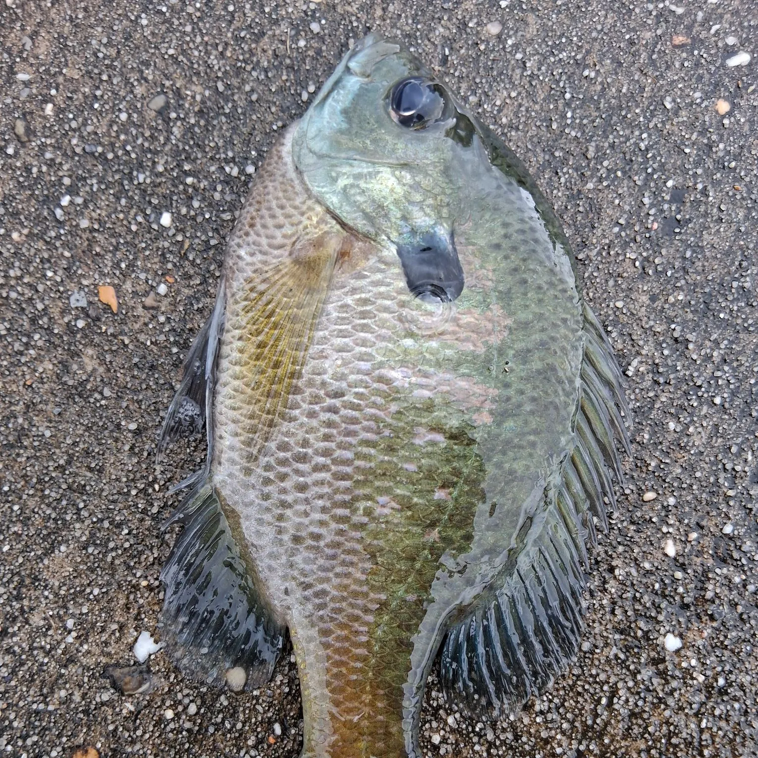 Fish caught on Fishbrain